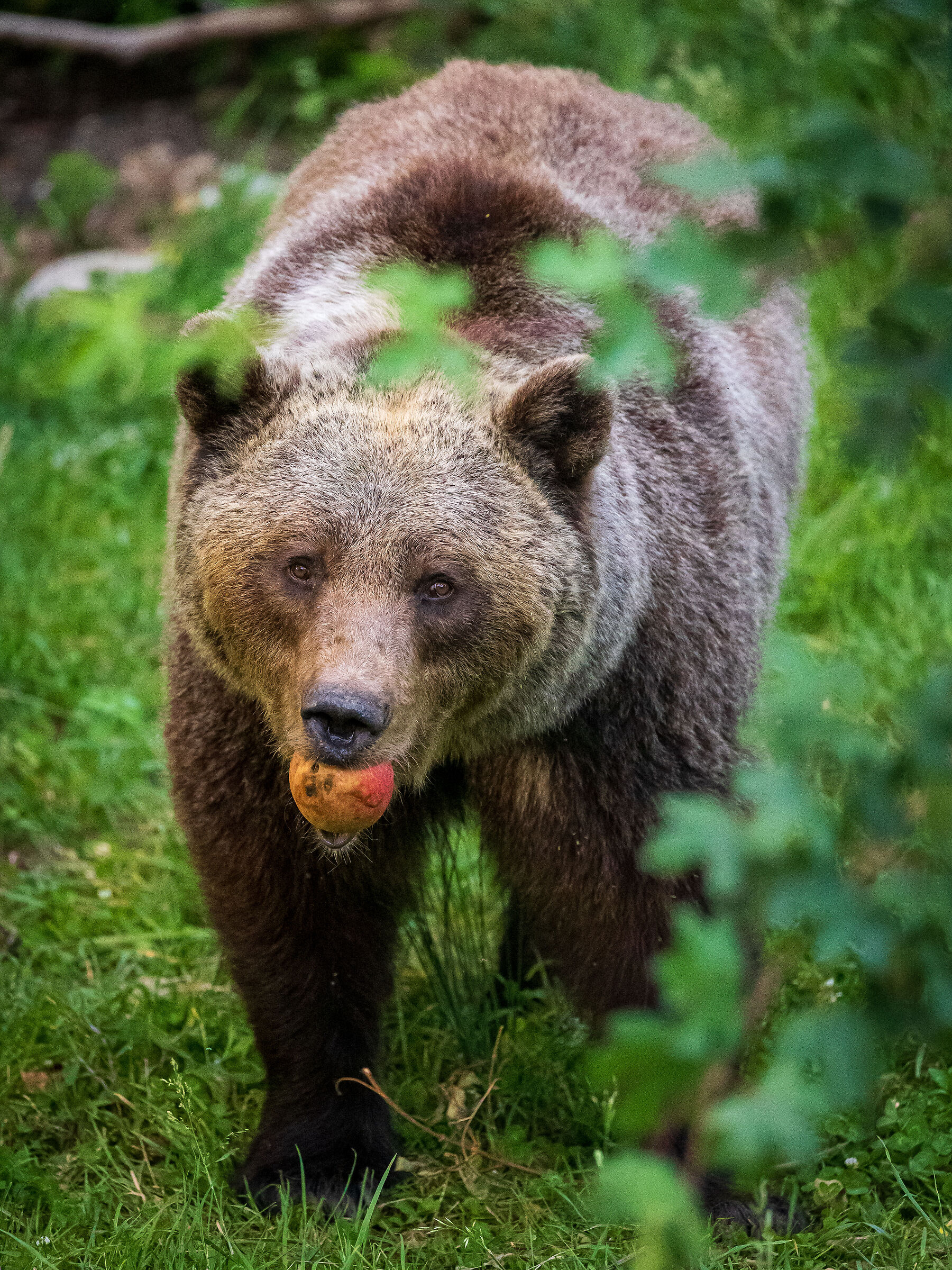 Brown bear