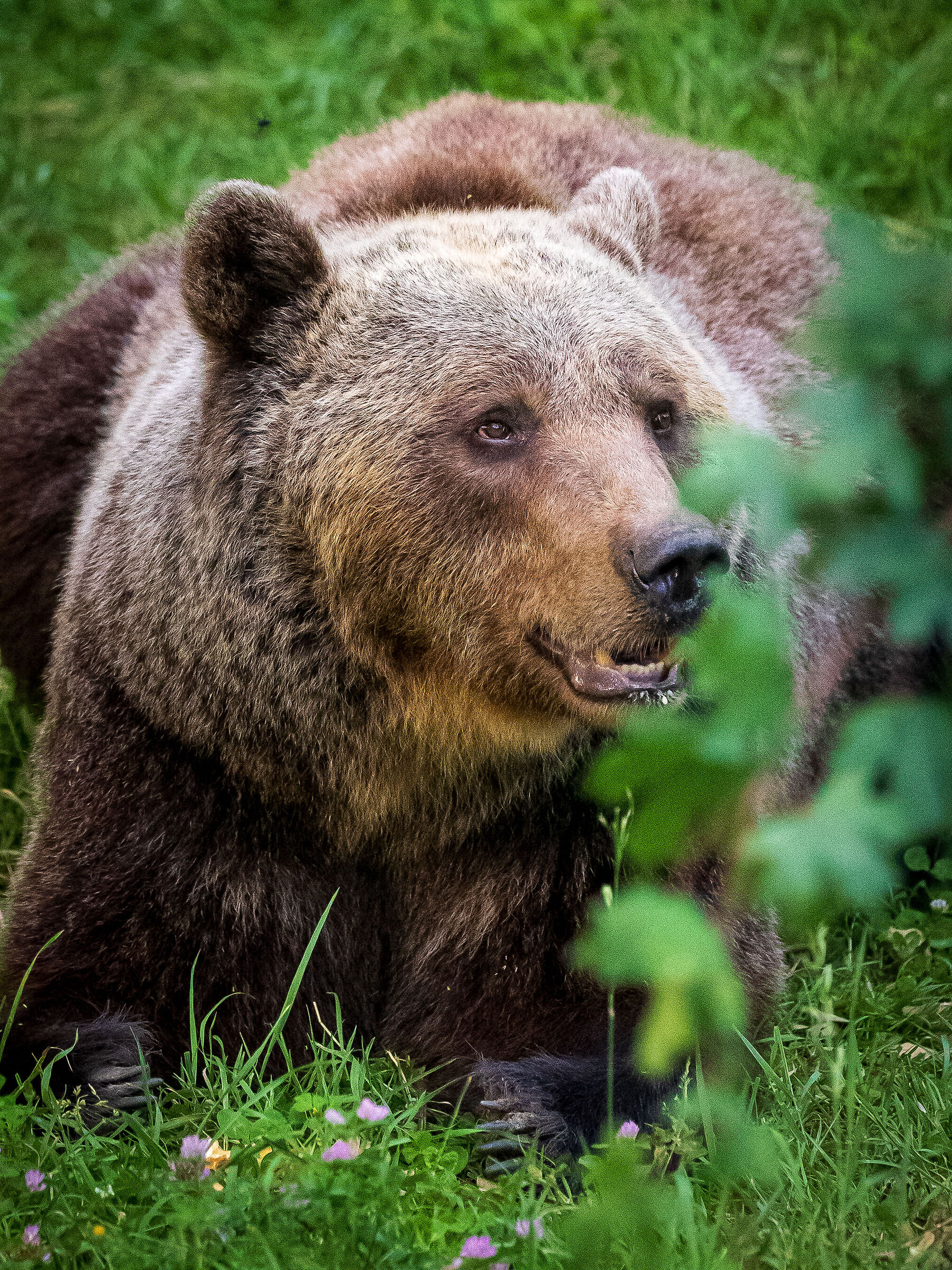 Brown Bear 2