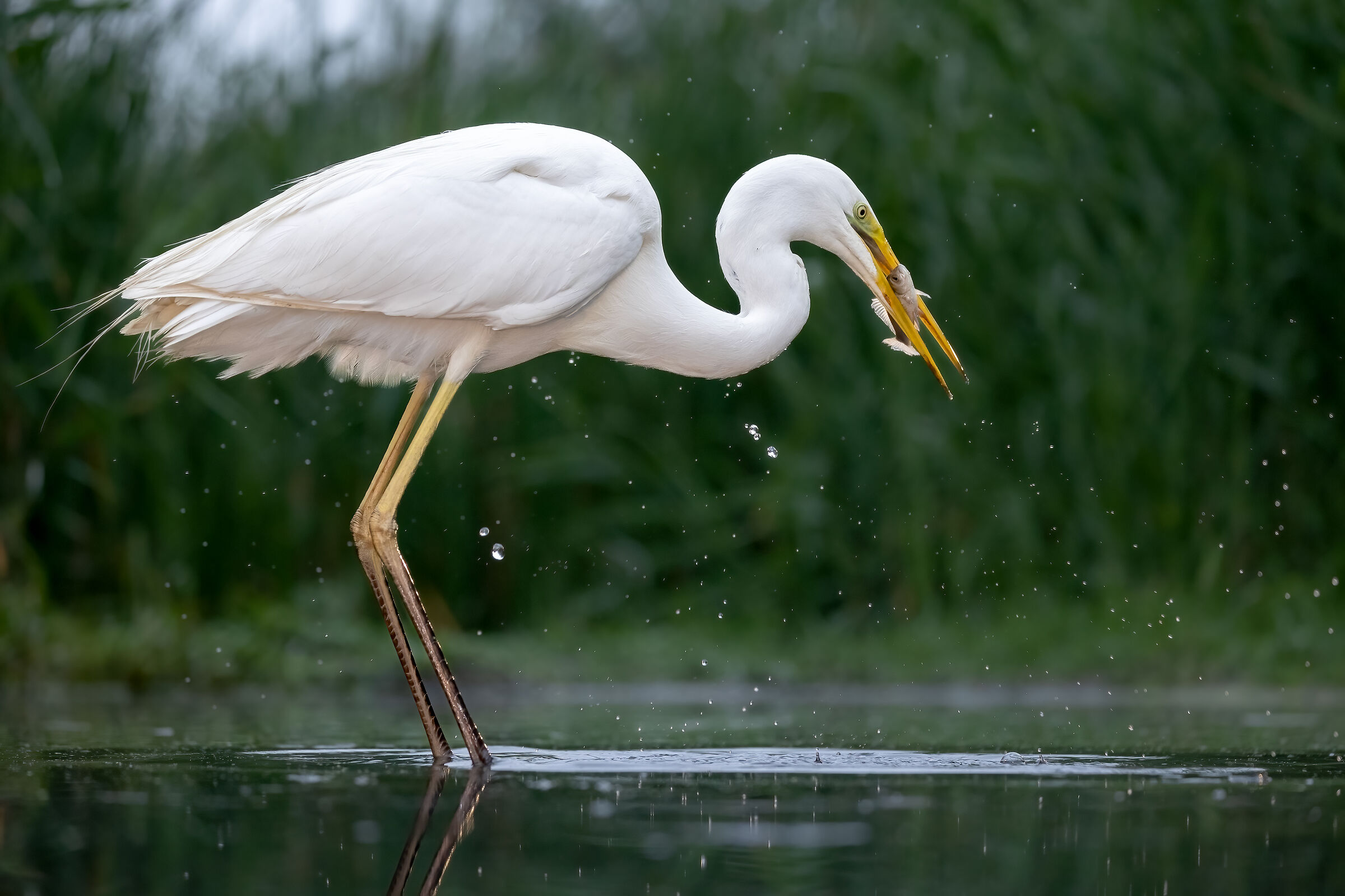 Airone bianco maggiore