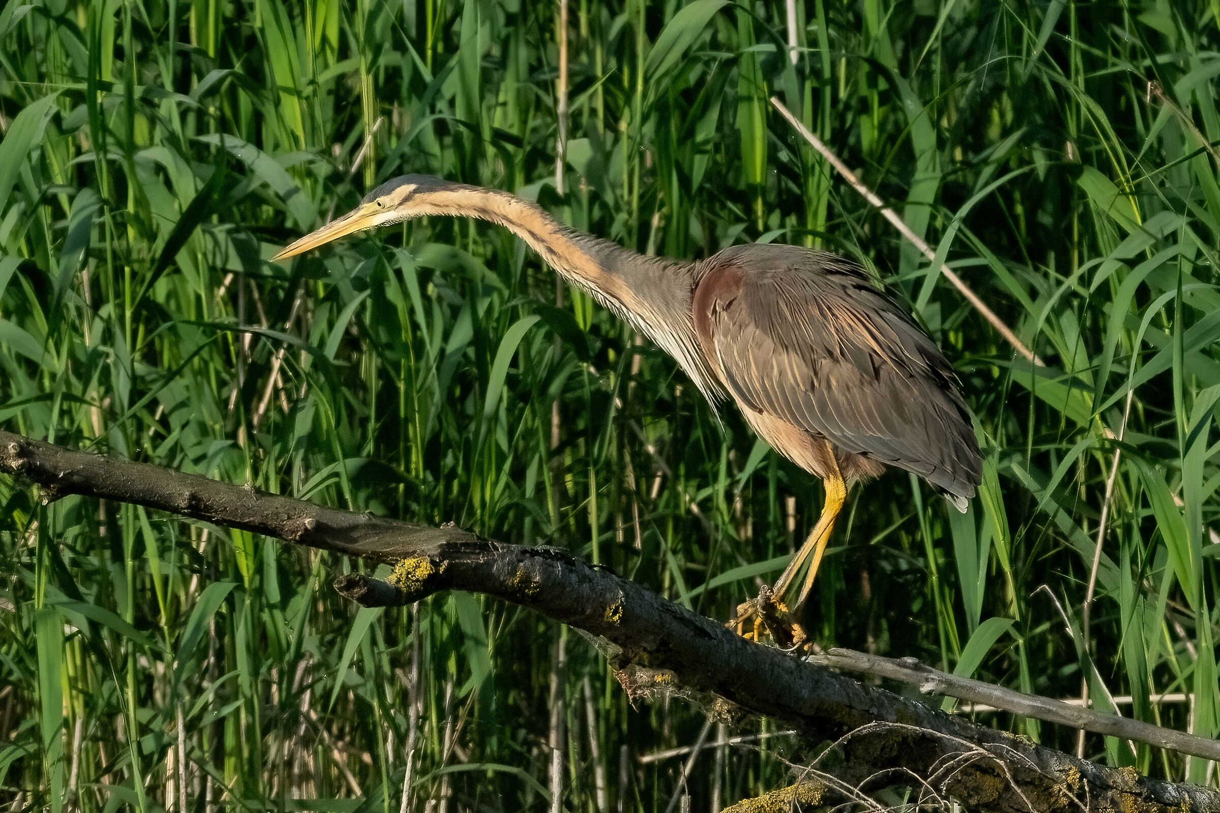 Airone rosso (Ardea purpurea)