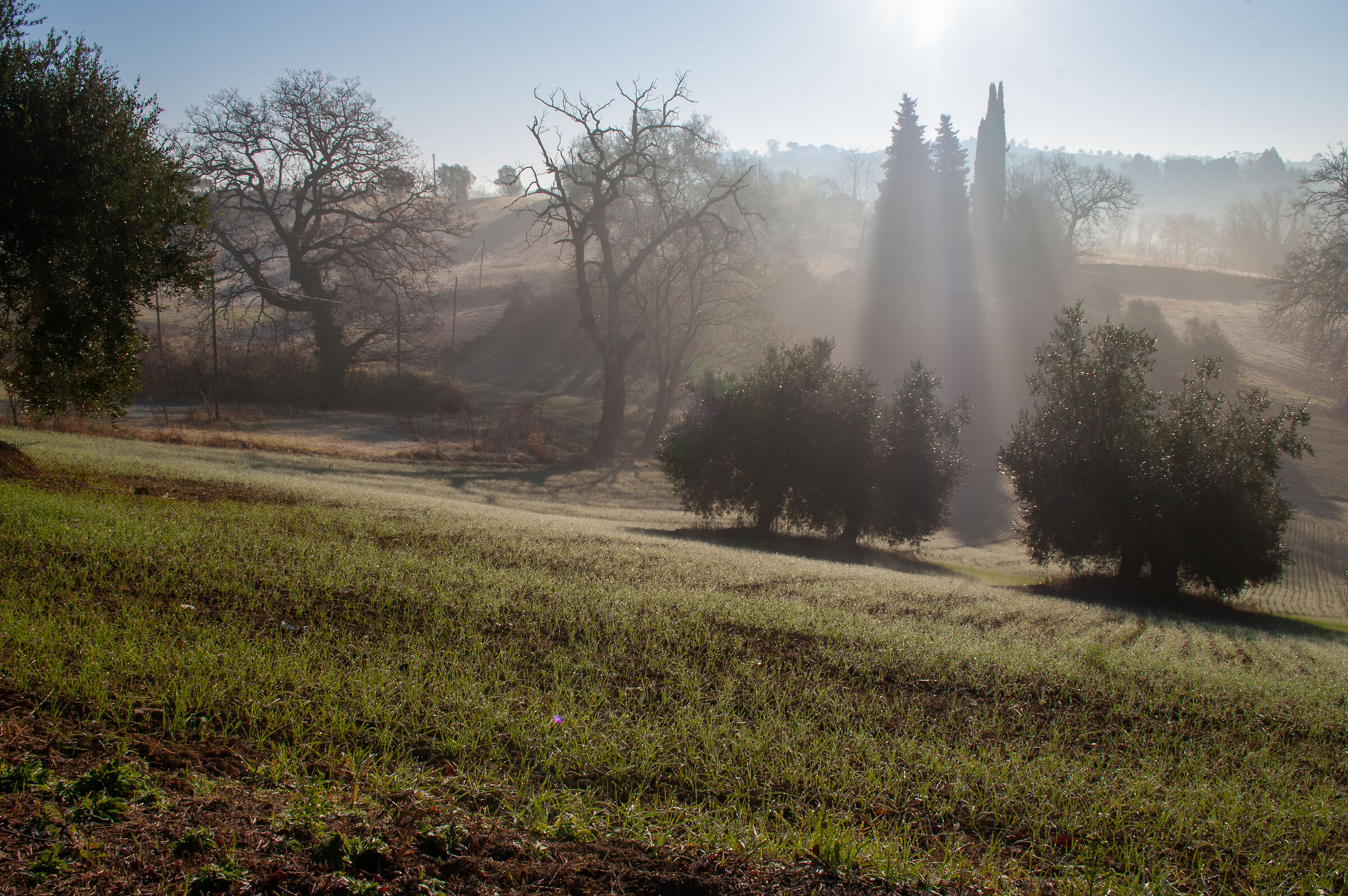 Paesaggio Marchigiano