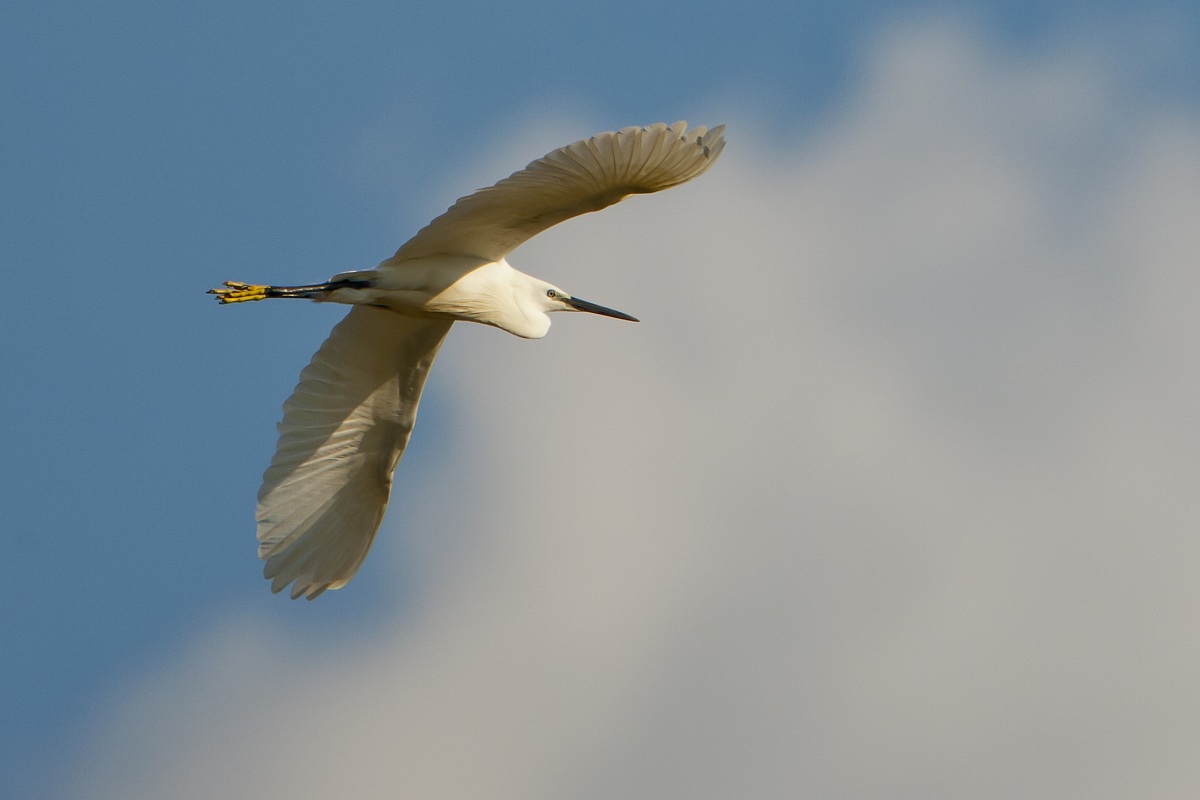 Egret