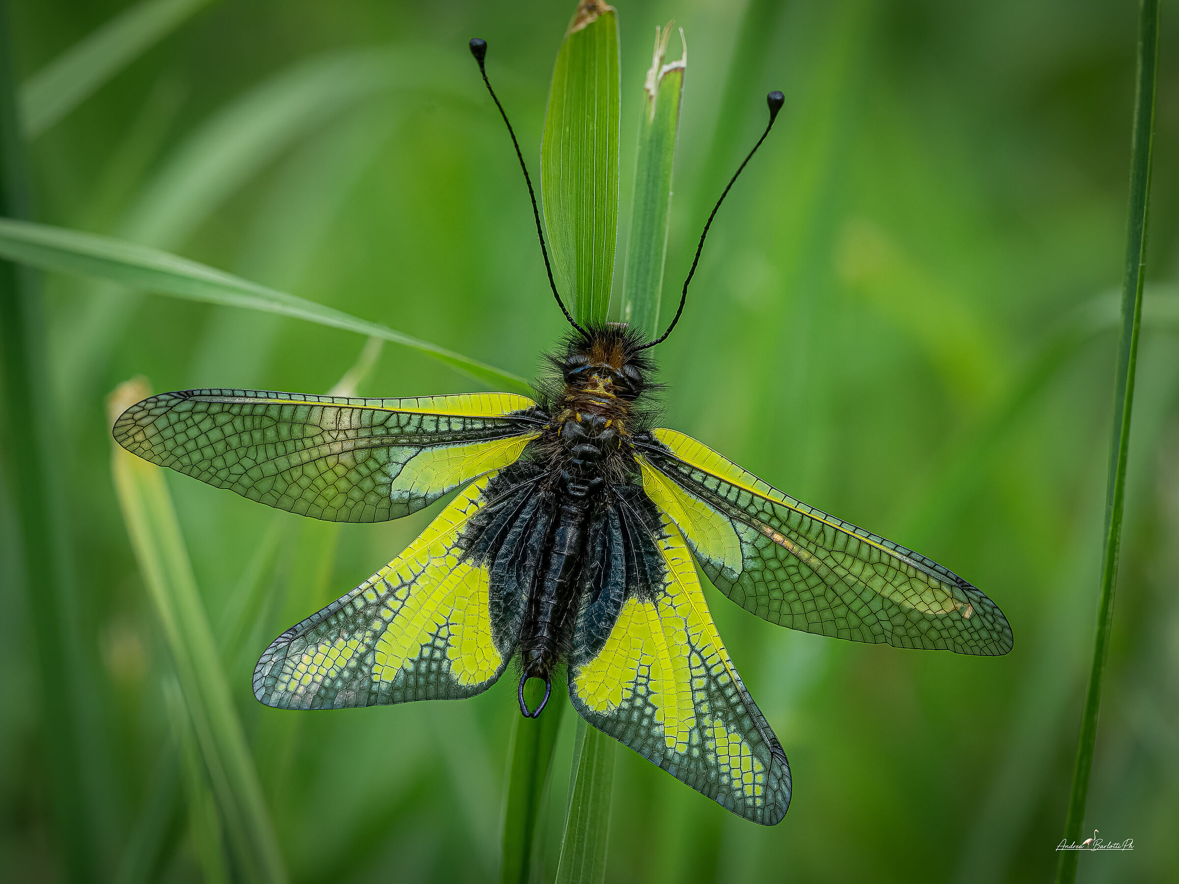 Libelloides coccajus M.