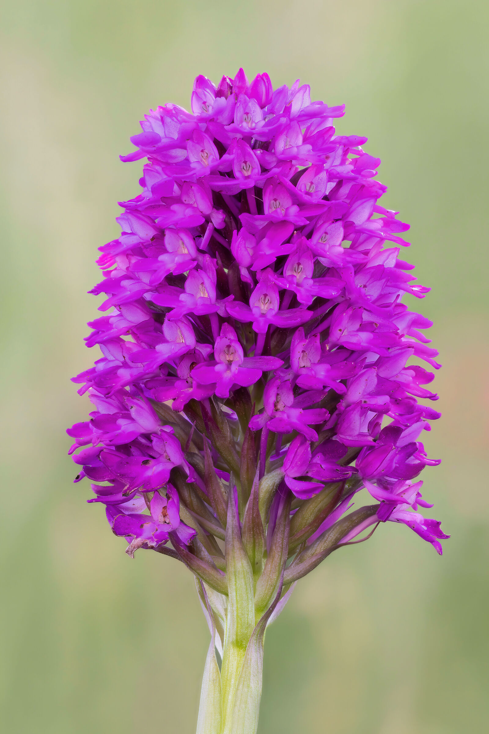 Pyramid Orchid