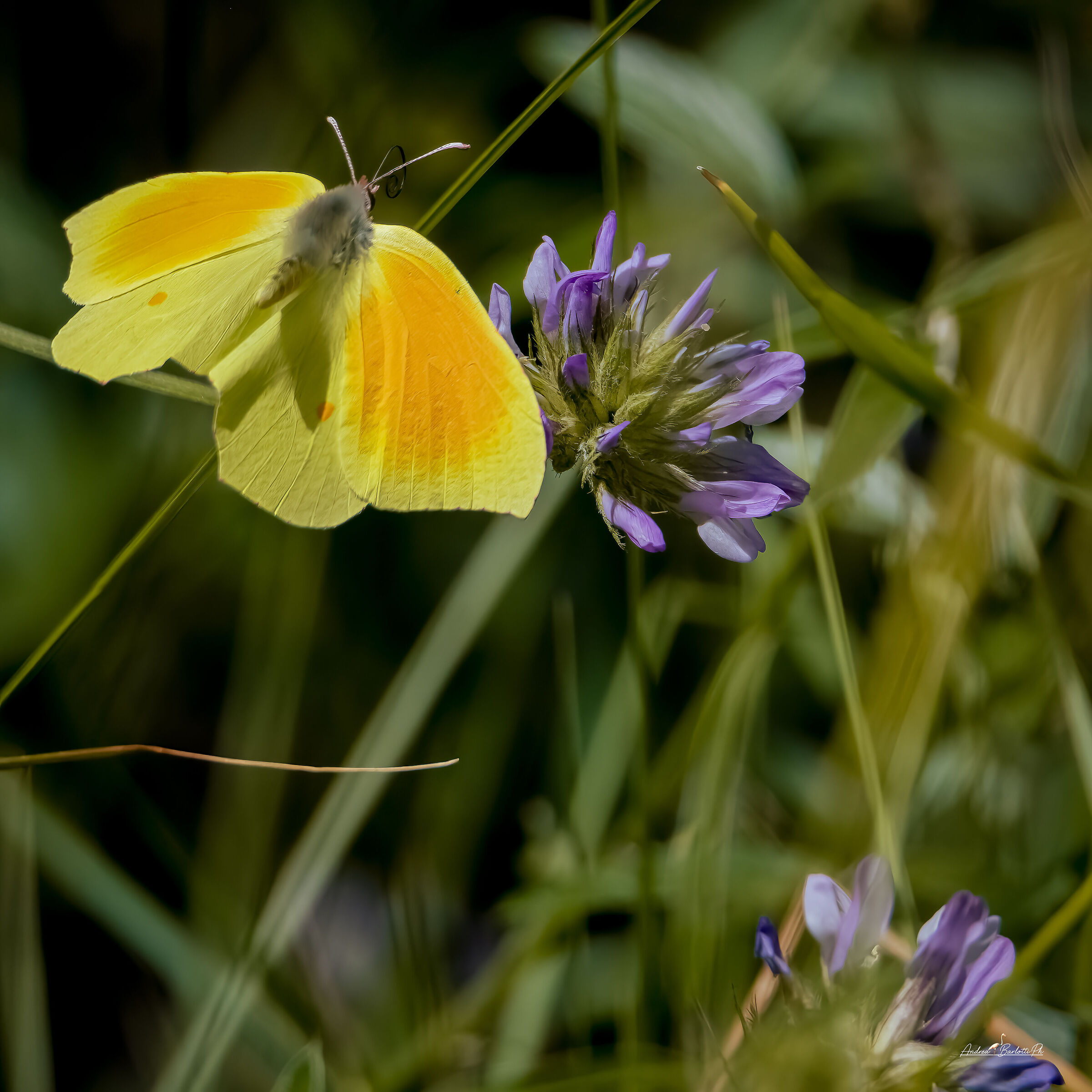 Cleopatra in flight