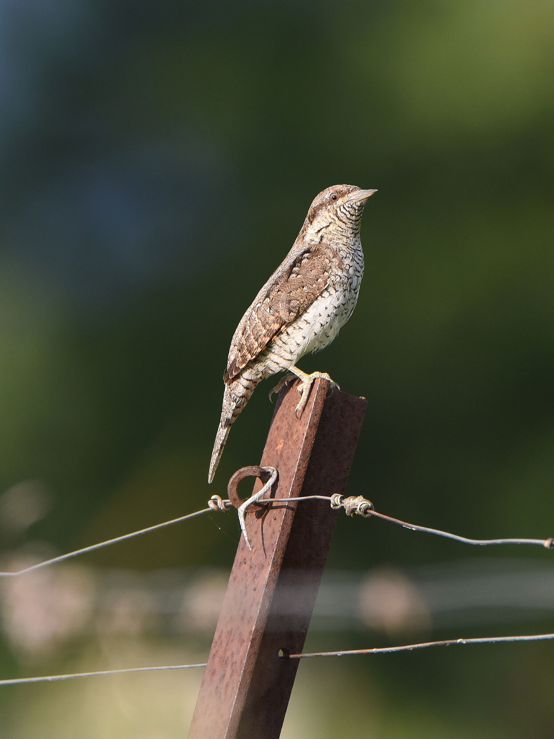Stiff neck posing - Bevagna (Pg)