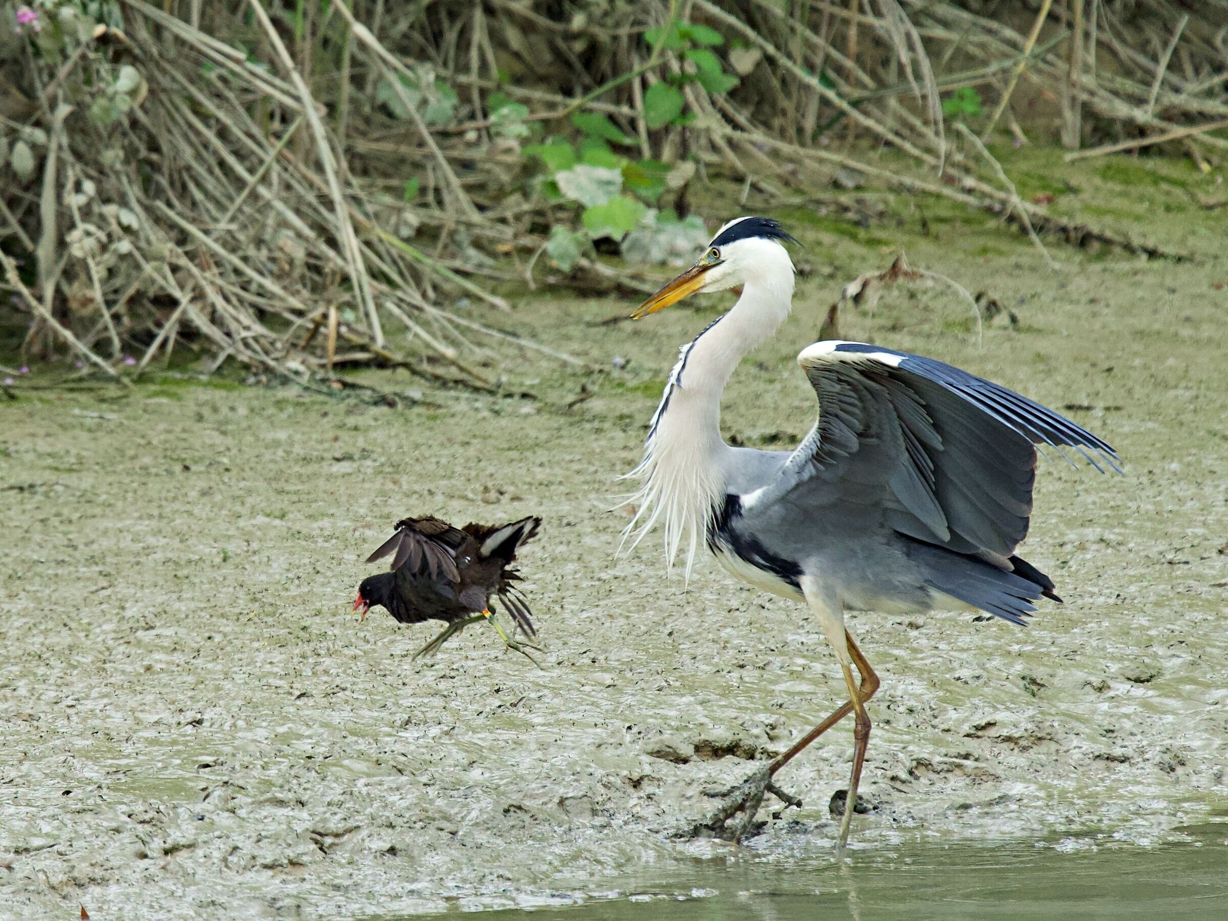 Forse è meglio lasciar perdere