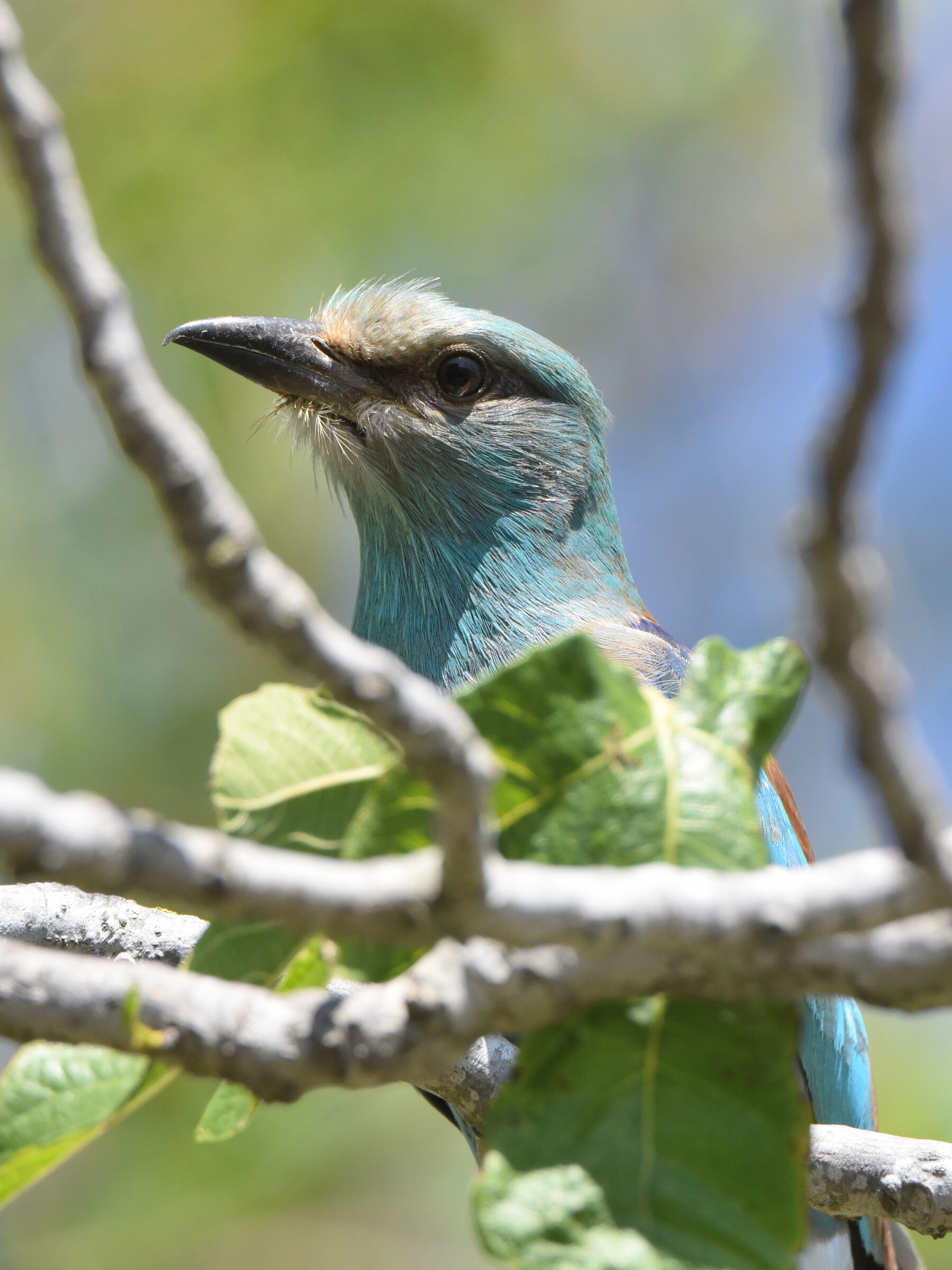 Eurasian jay