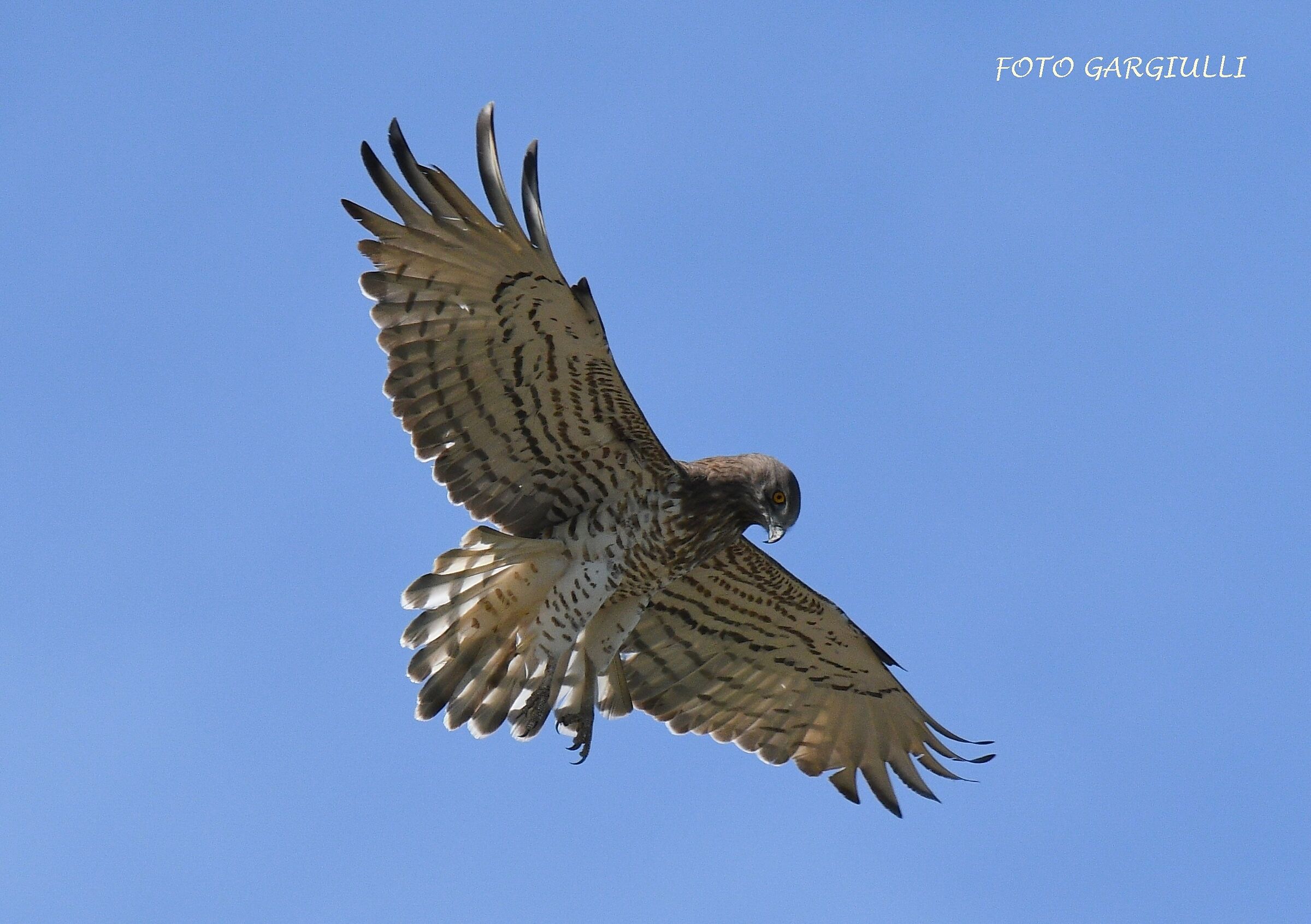 The holy spirit of the short-toed eagle