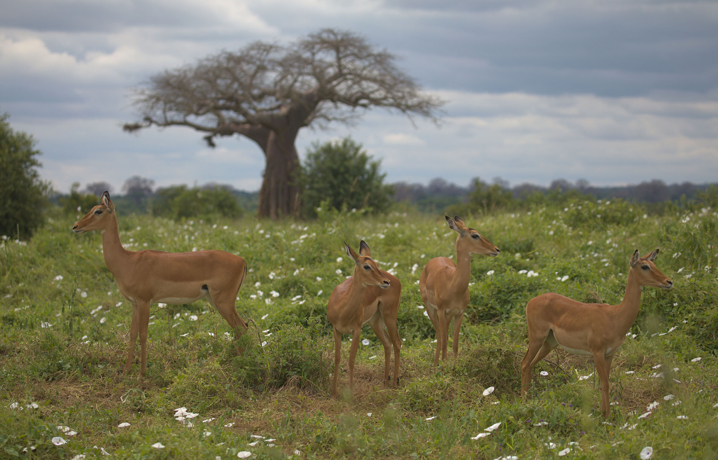 Antilopi - Serengeti