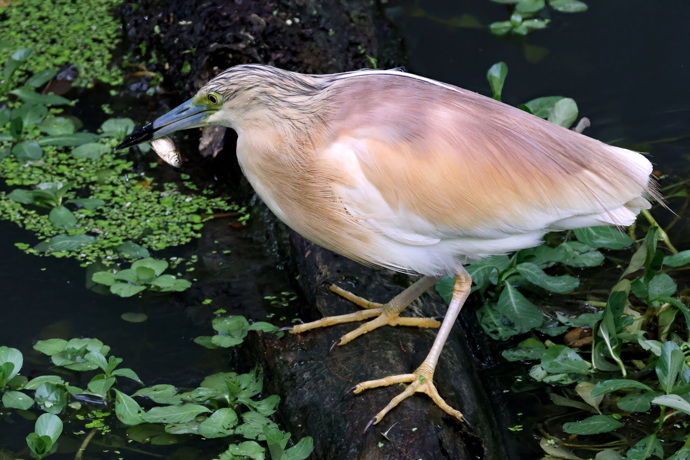 Sgarza ciuffetto a caccia 5