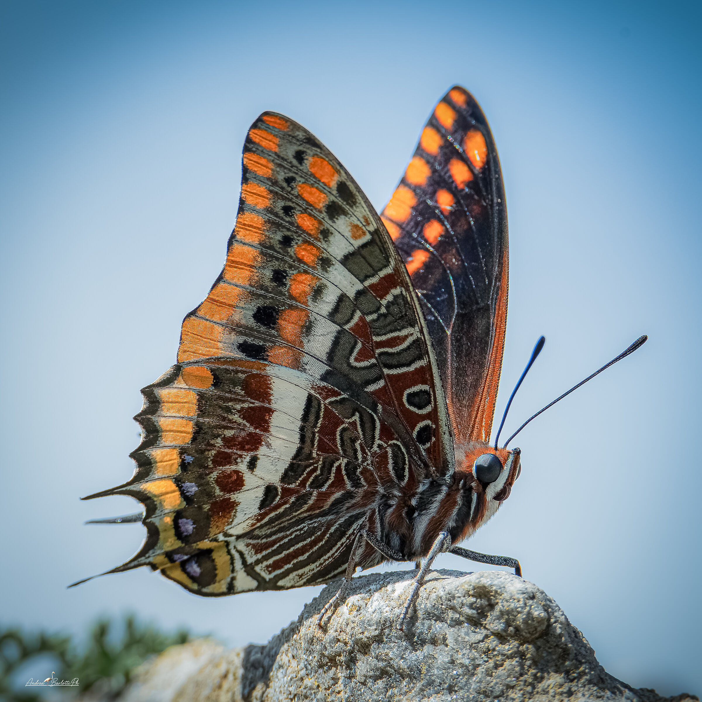 Charaxes jasius 1