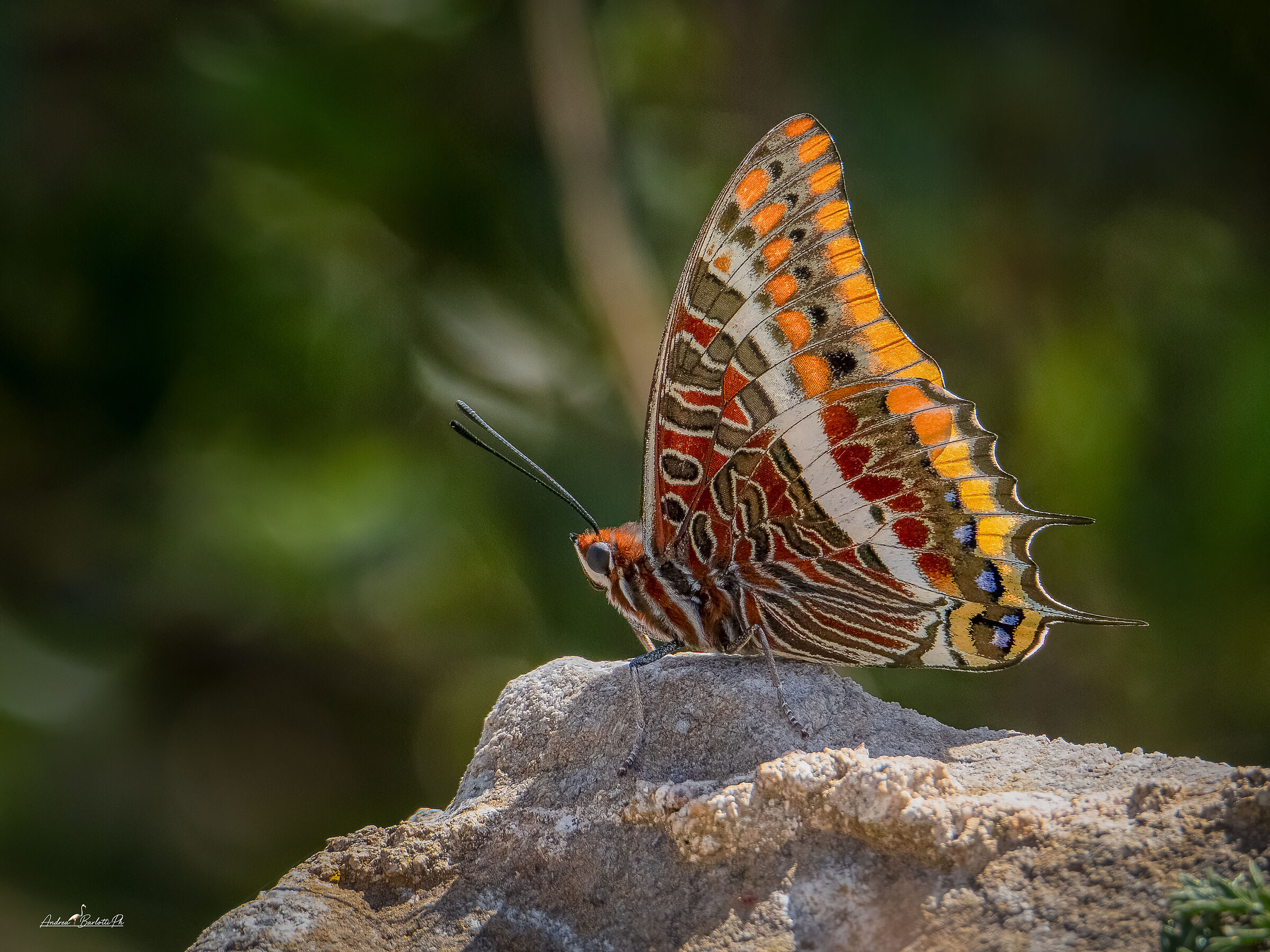 Charaxes jasius 2