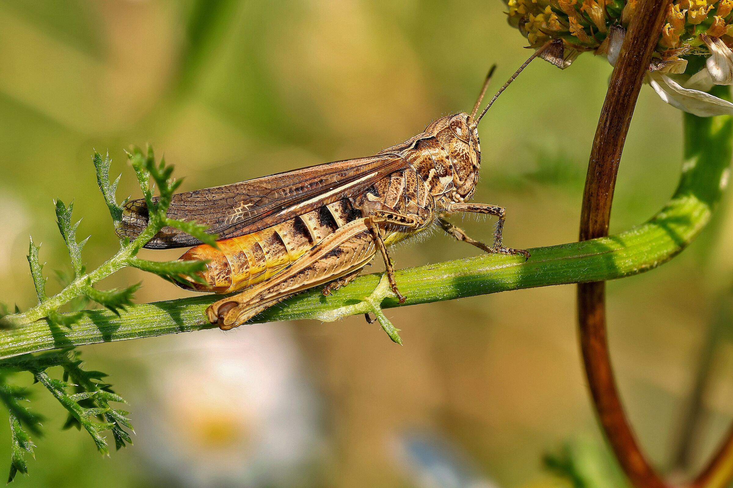 Chorthippus brunneus