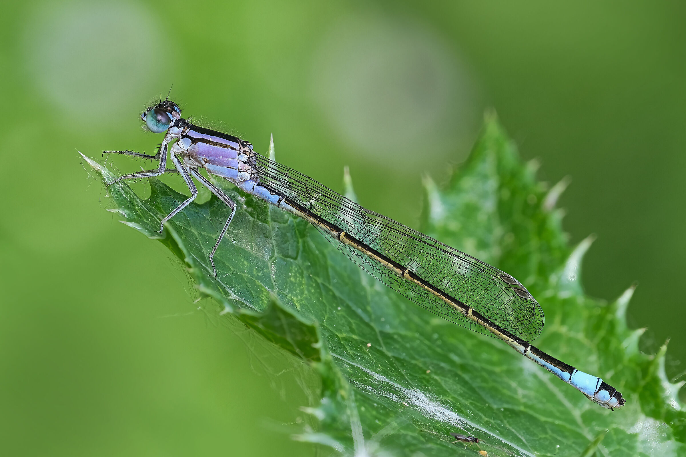 Ischnura elegans