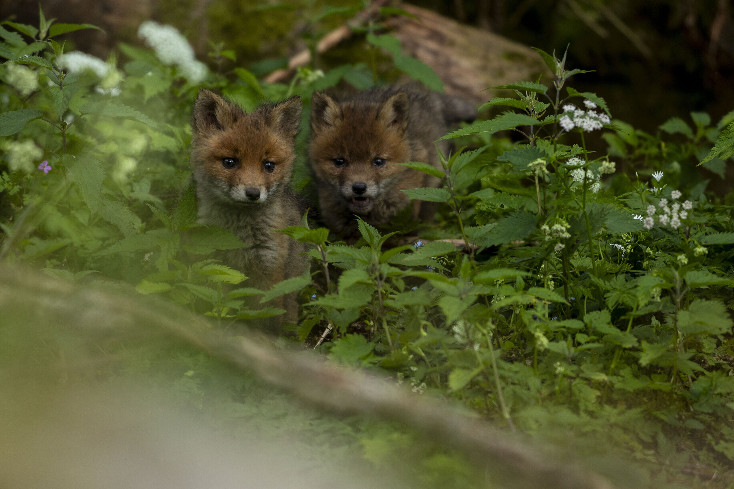 Fox cubs