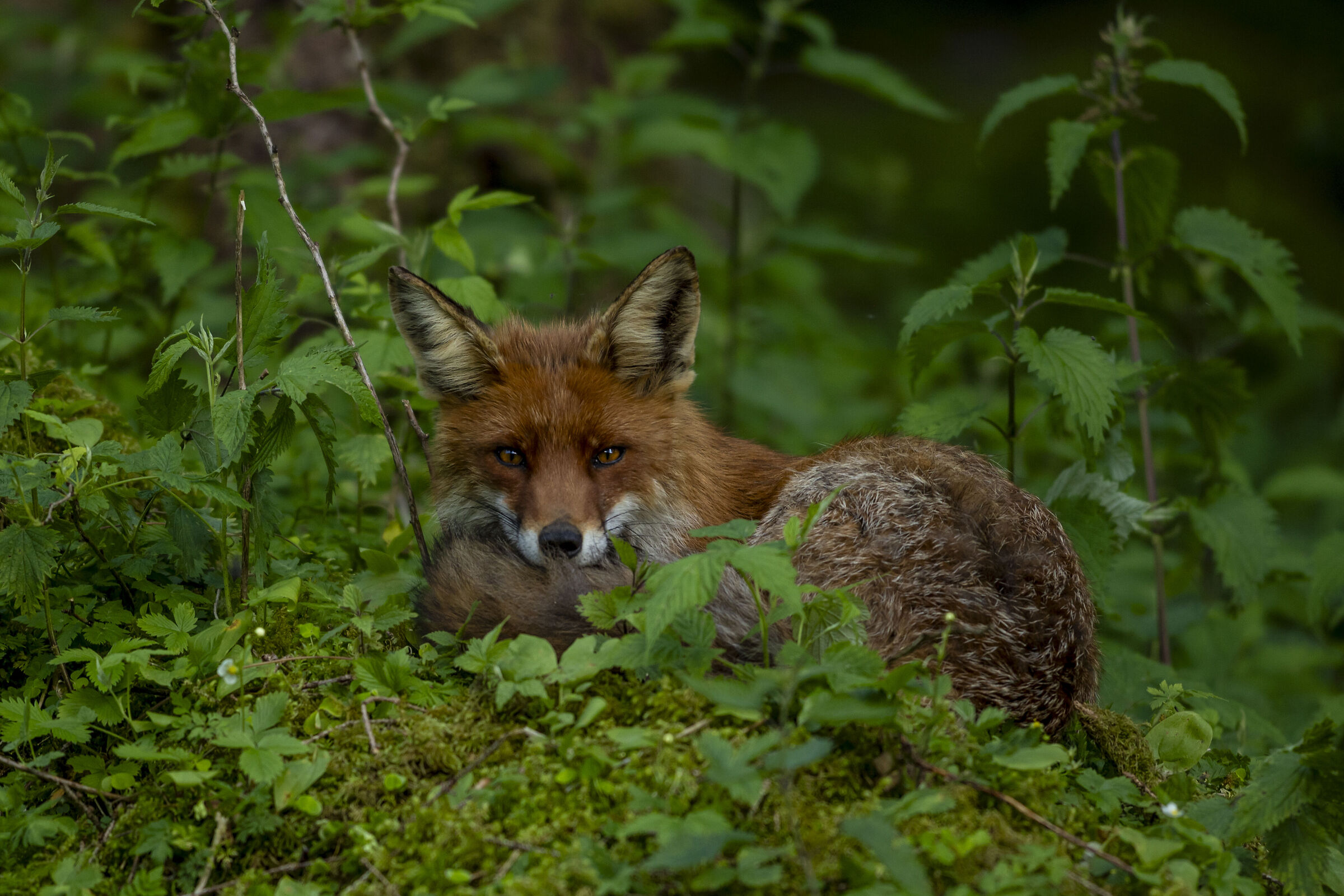 Fox