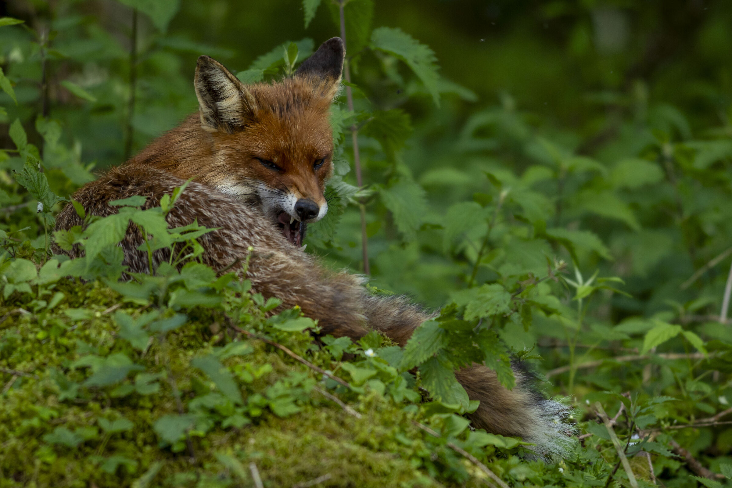 Angry Fox