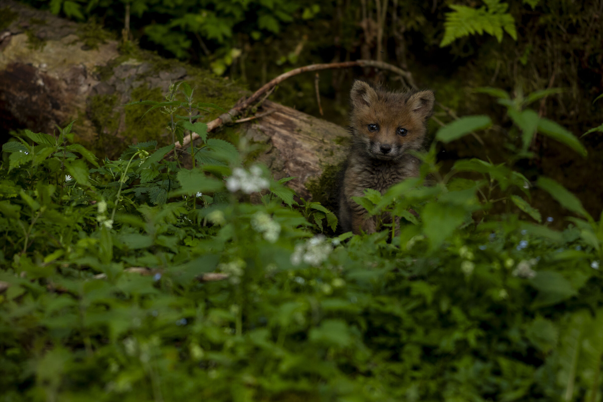 Fox cub