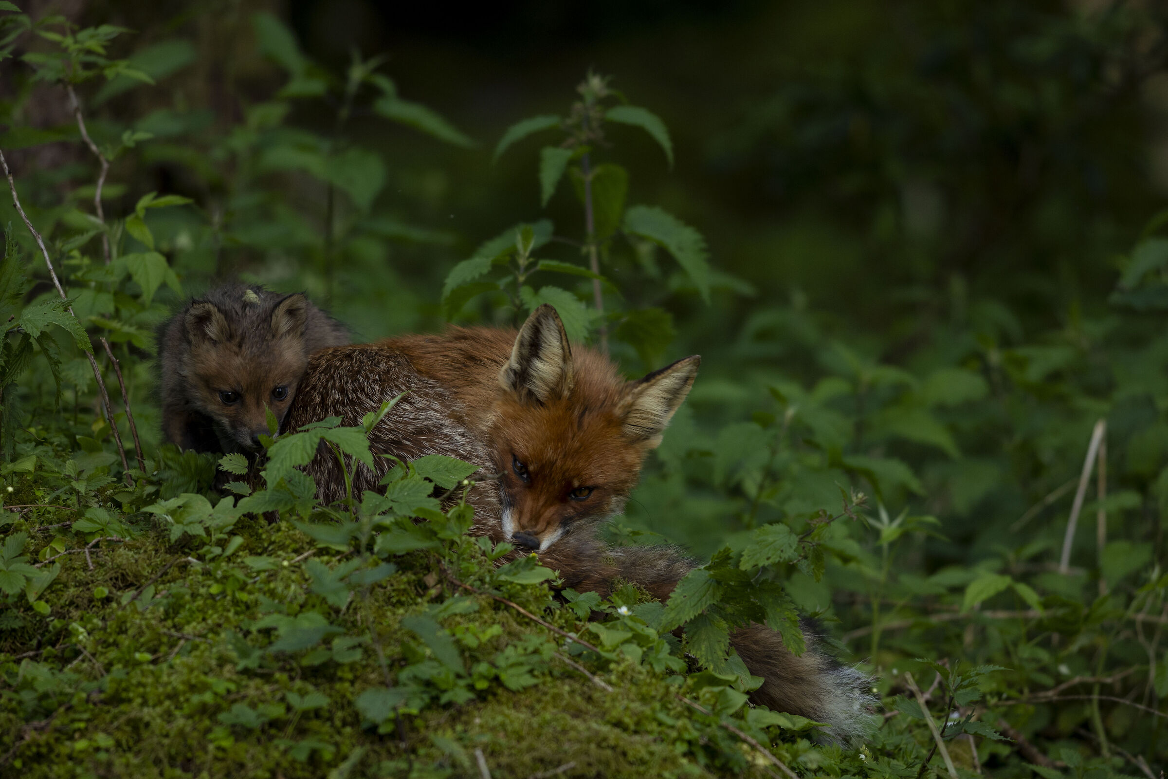 Mom and son fox