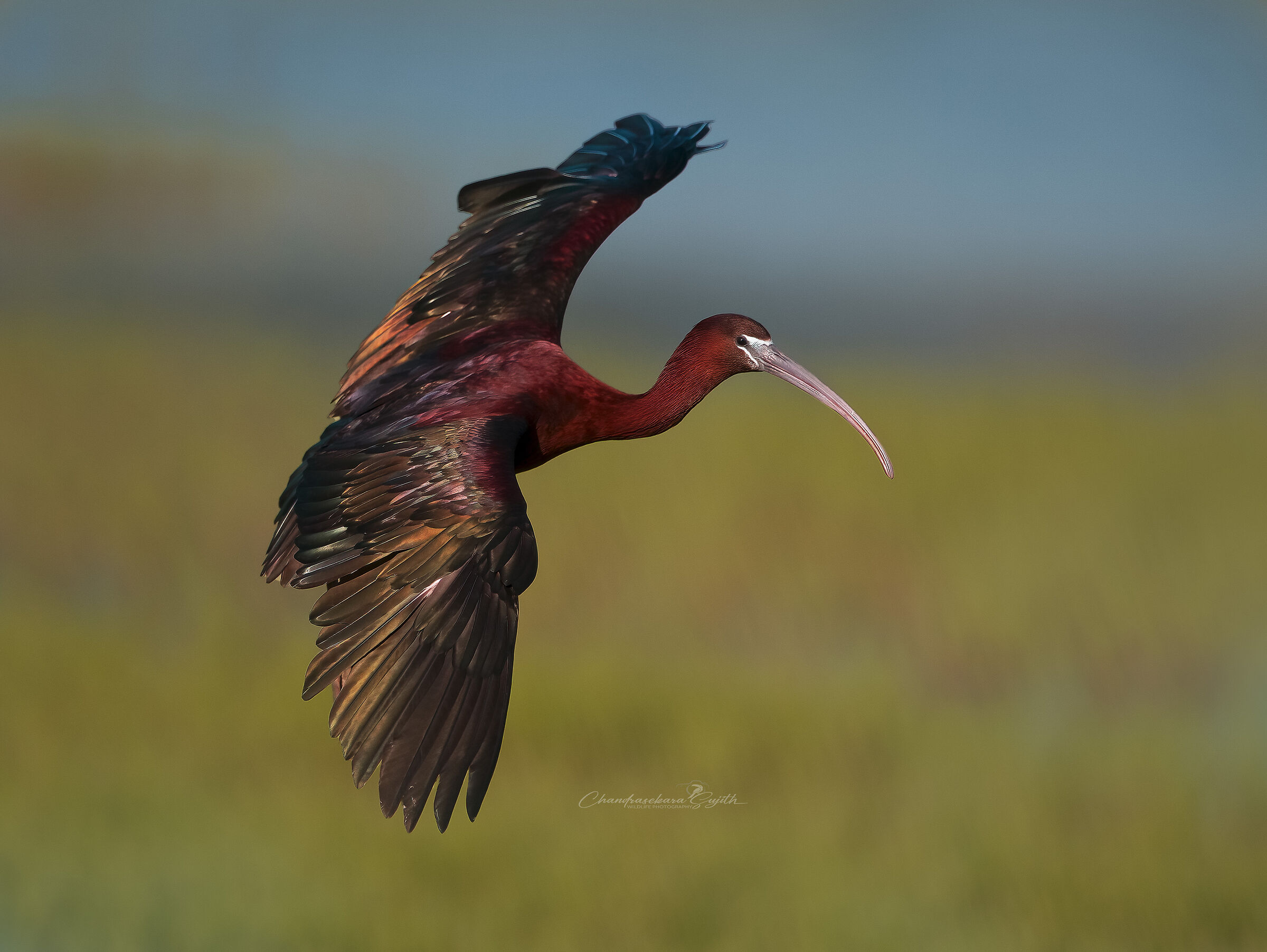 glossy ibis
