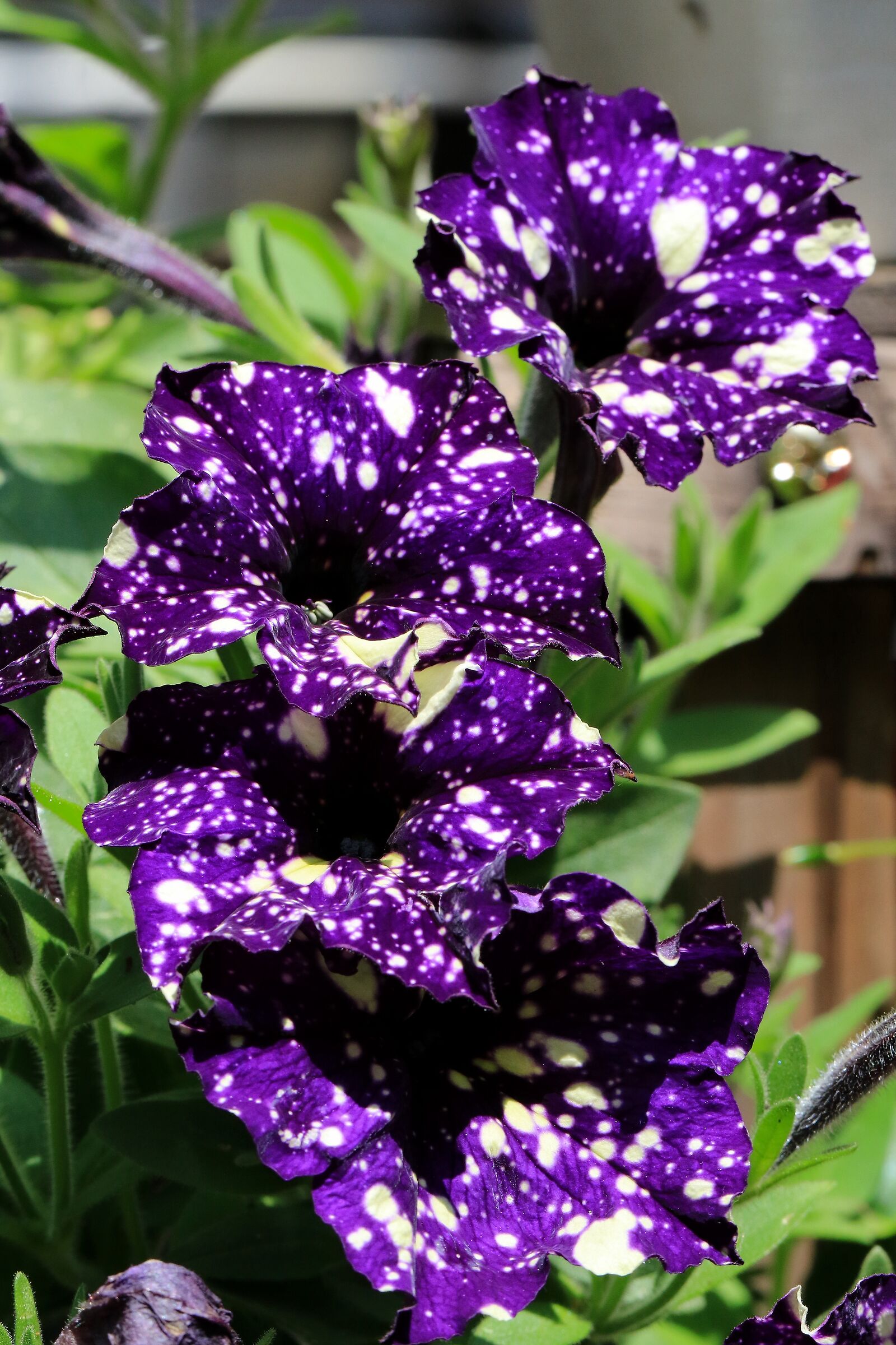 Petunia surfinia