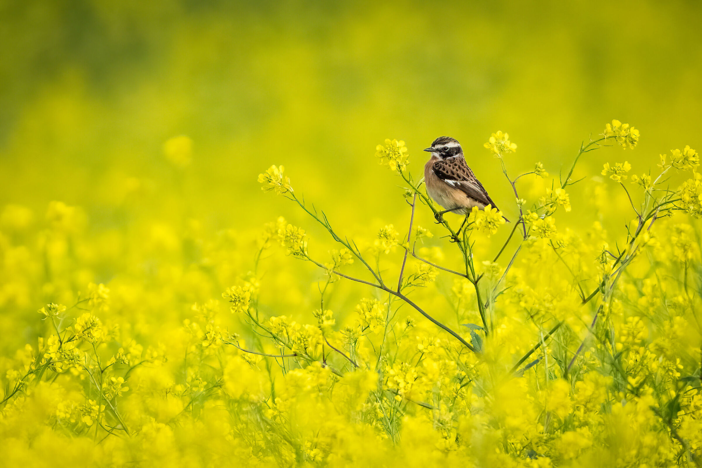 Stiaccino (Saxicola rubetra)