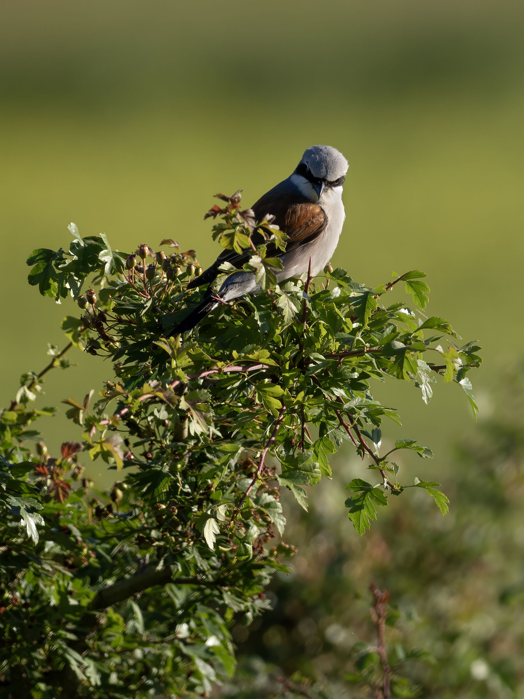 Red-backed shrike