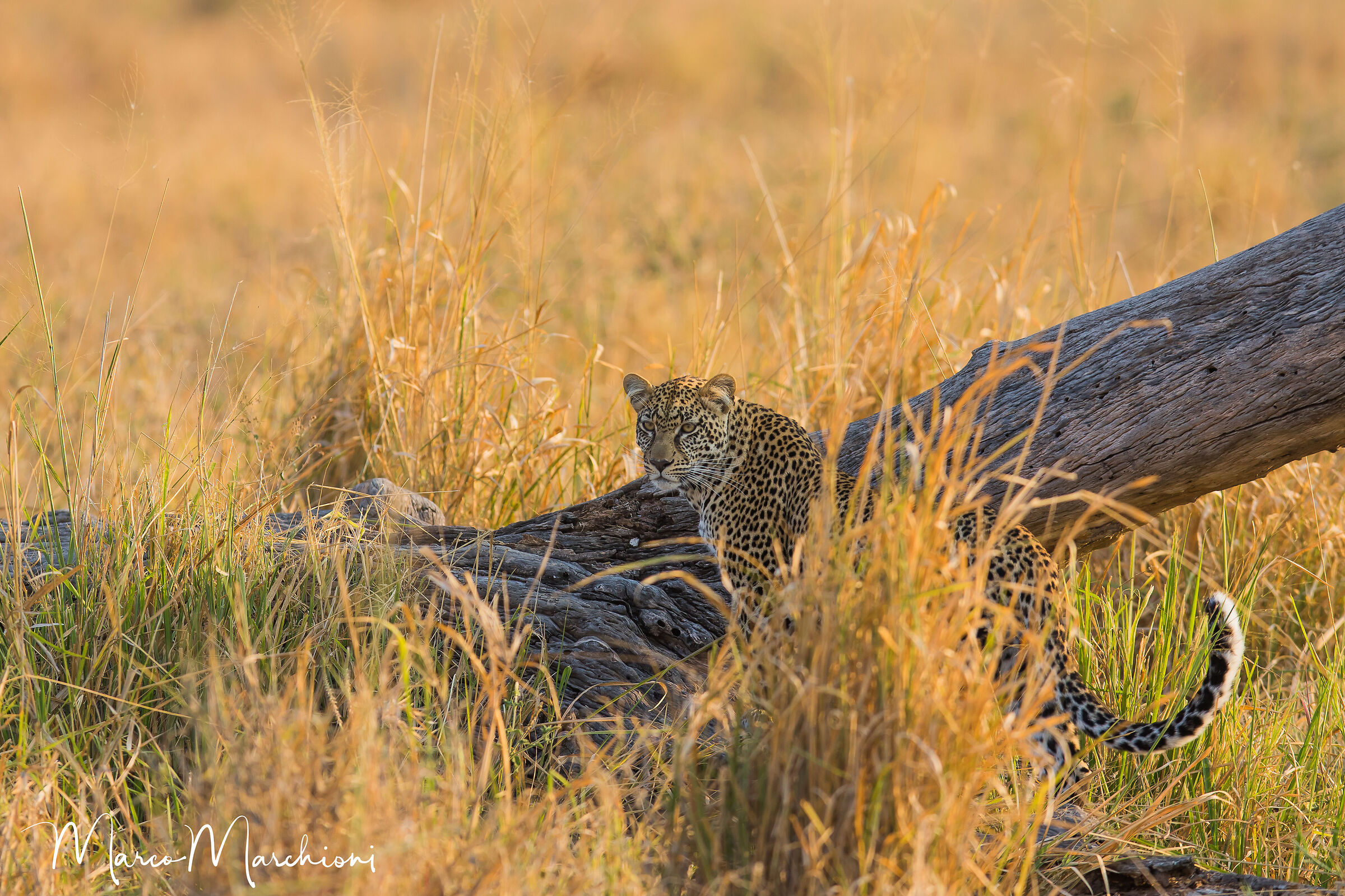 Leopard (Panthera pardus)