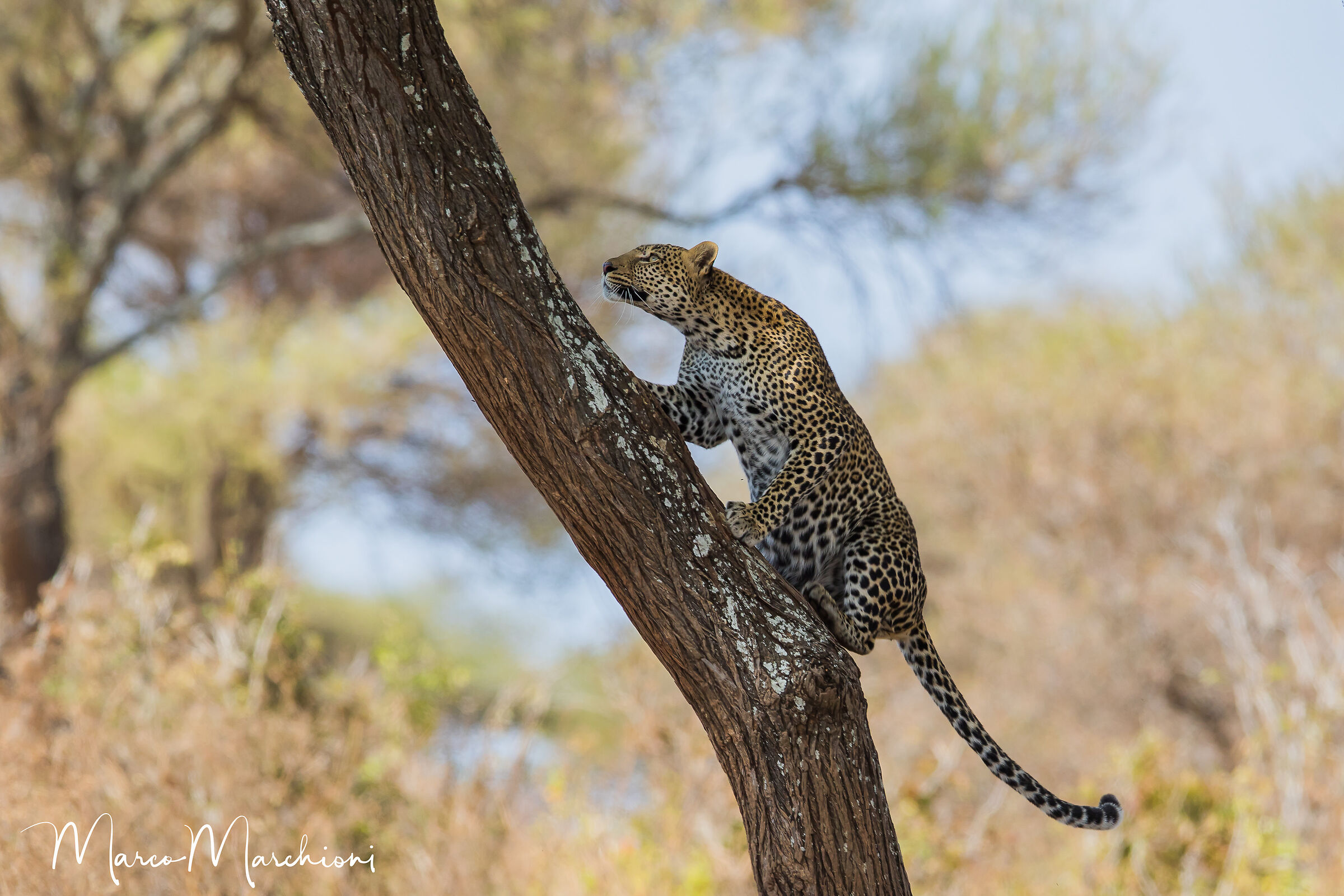 Leopard (Panthera pardus)