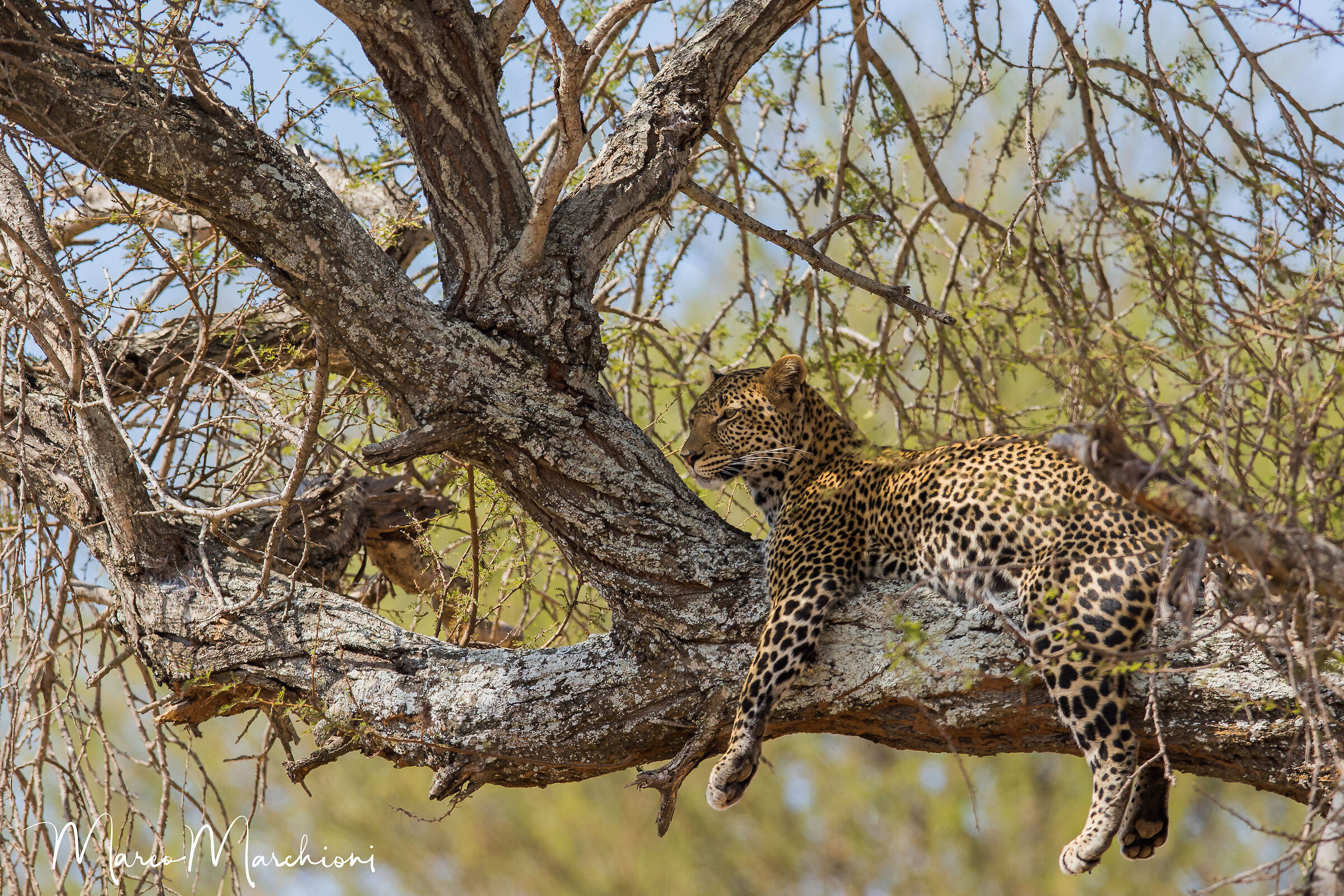 Leopard (Panthera pardus)