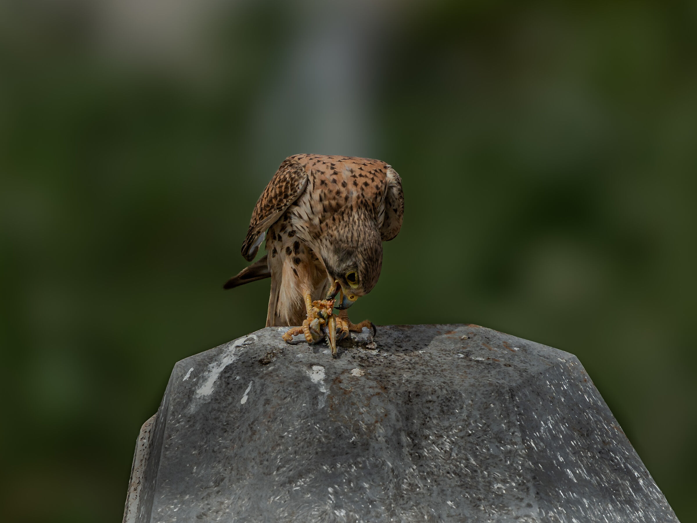 Kestrel with prey
