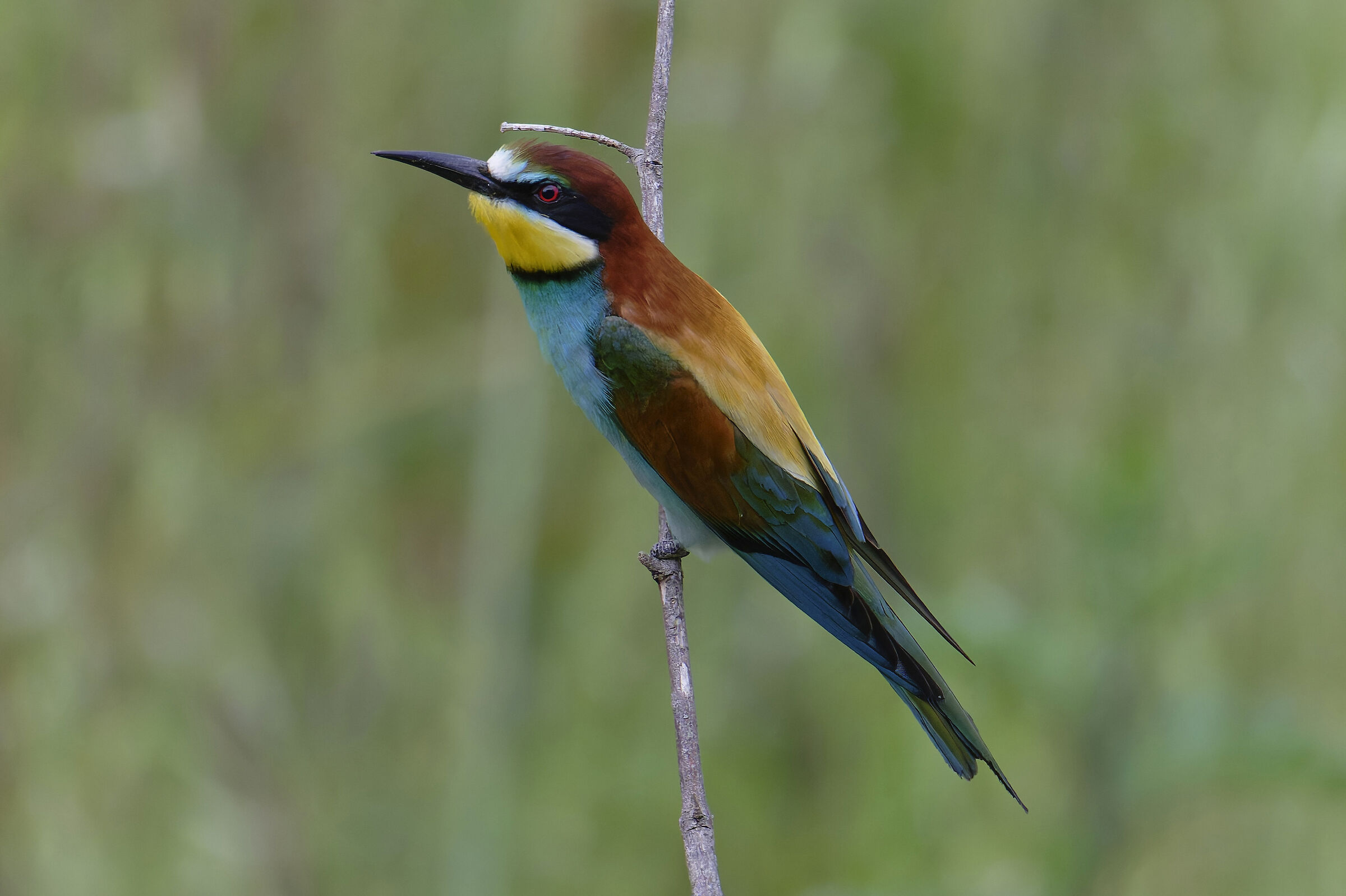 It's time for bee-eaters