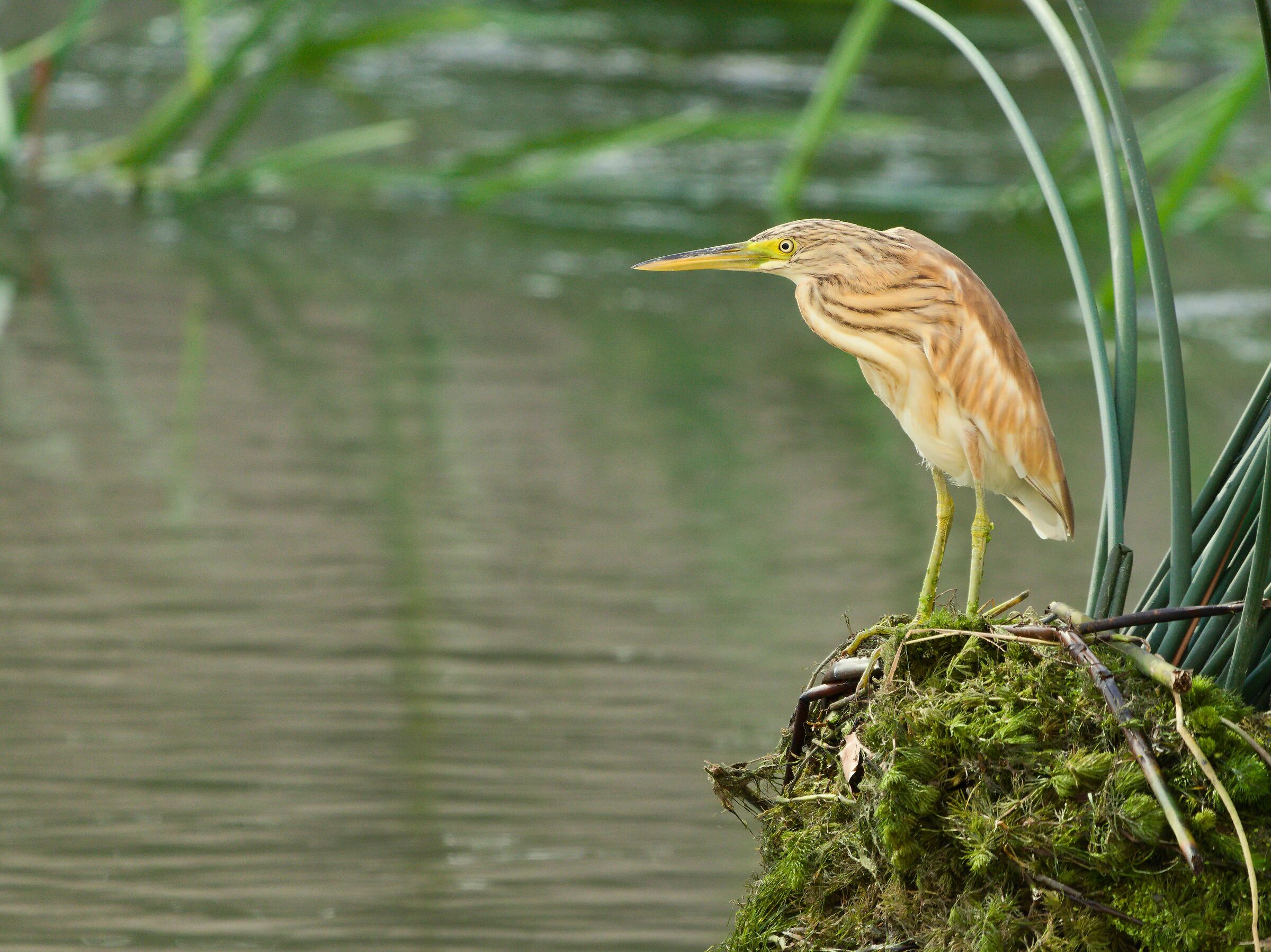 Squacco heron
