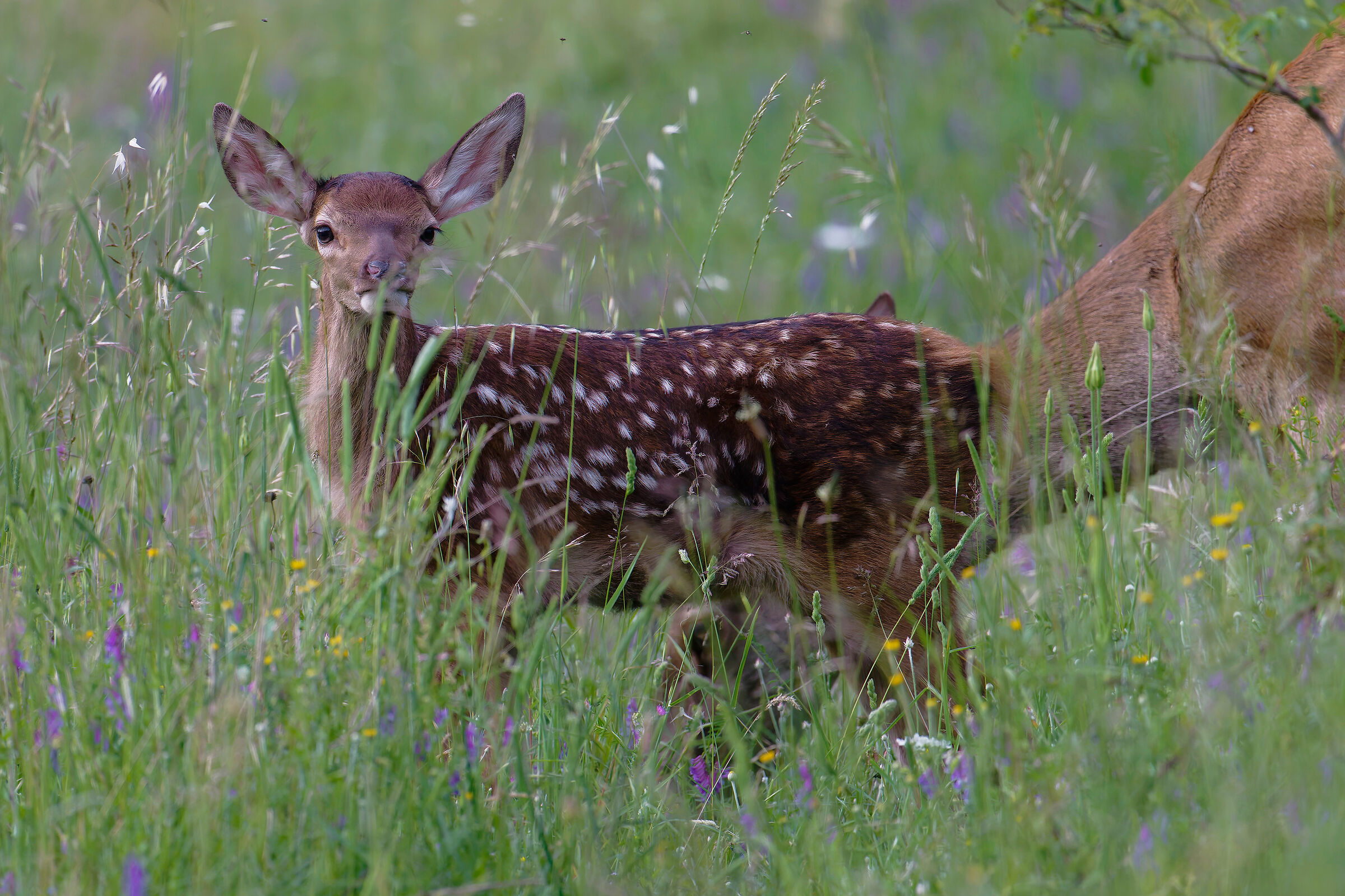 Fawn