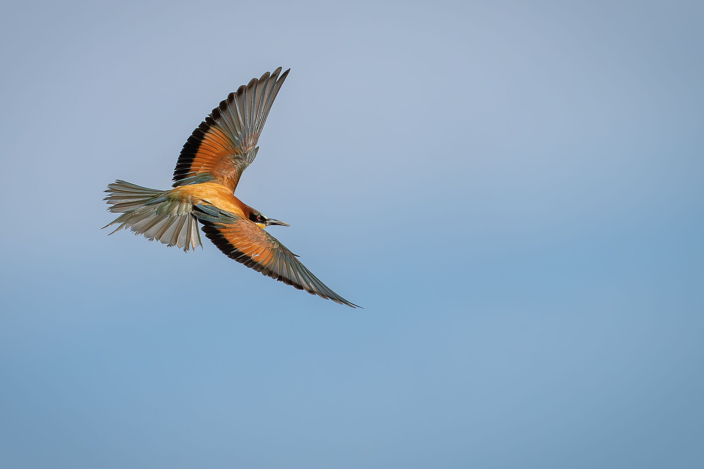 Bee-eater in flight