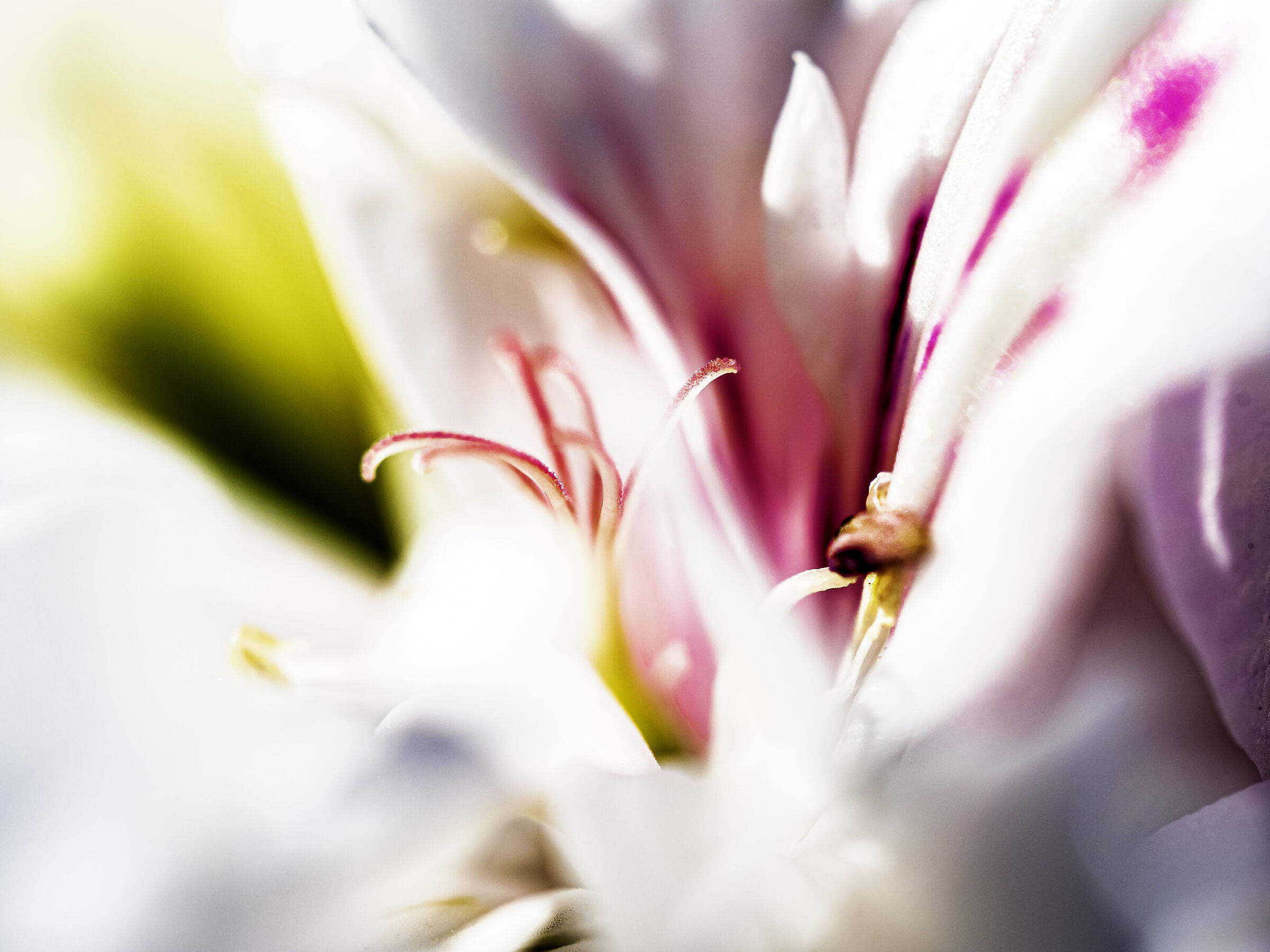 Pistils of a geranium