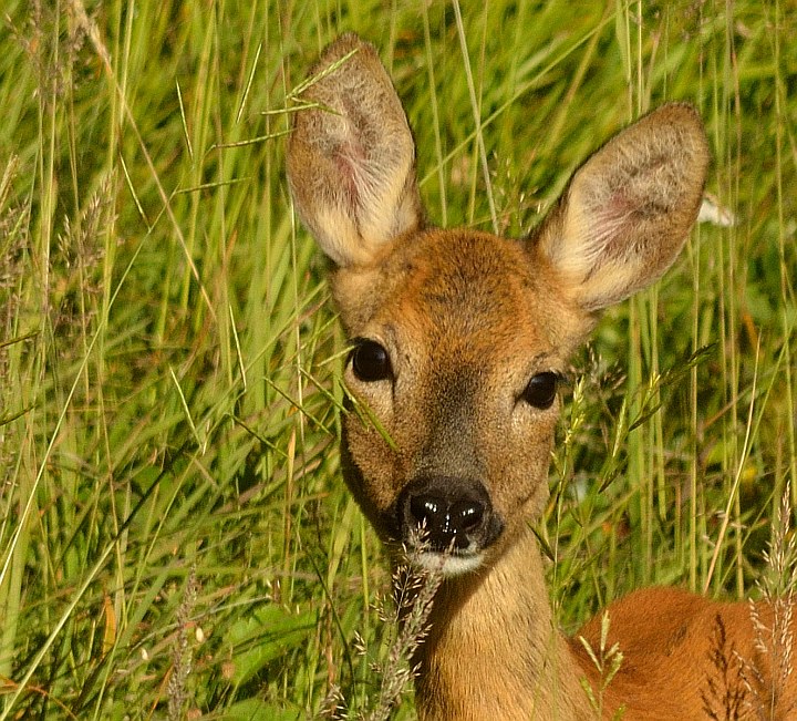 femmina di  capriolo