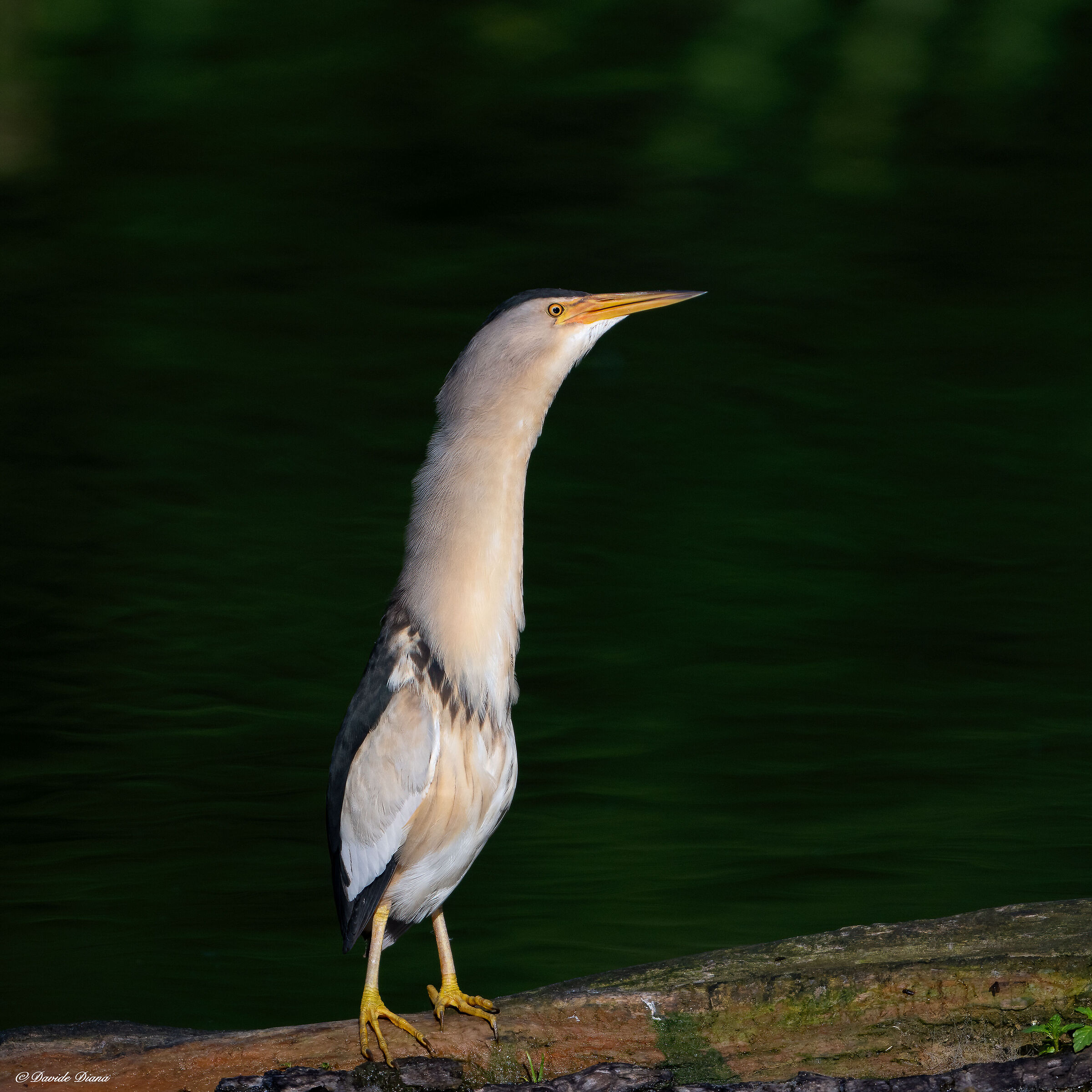 Little bittern