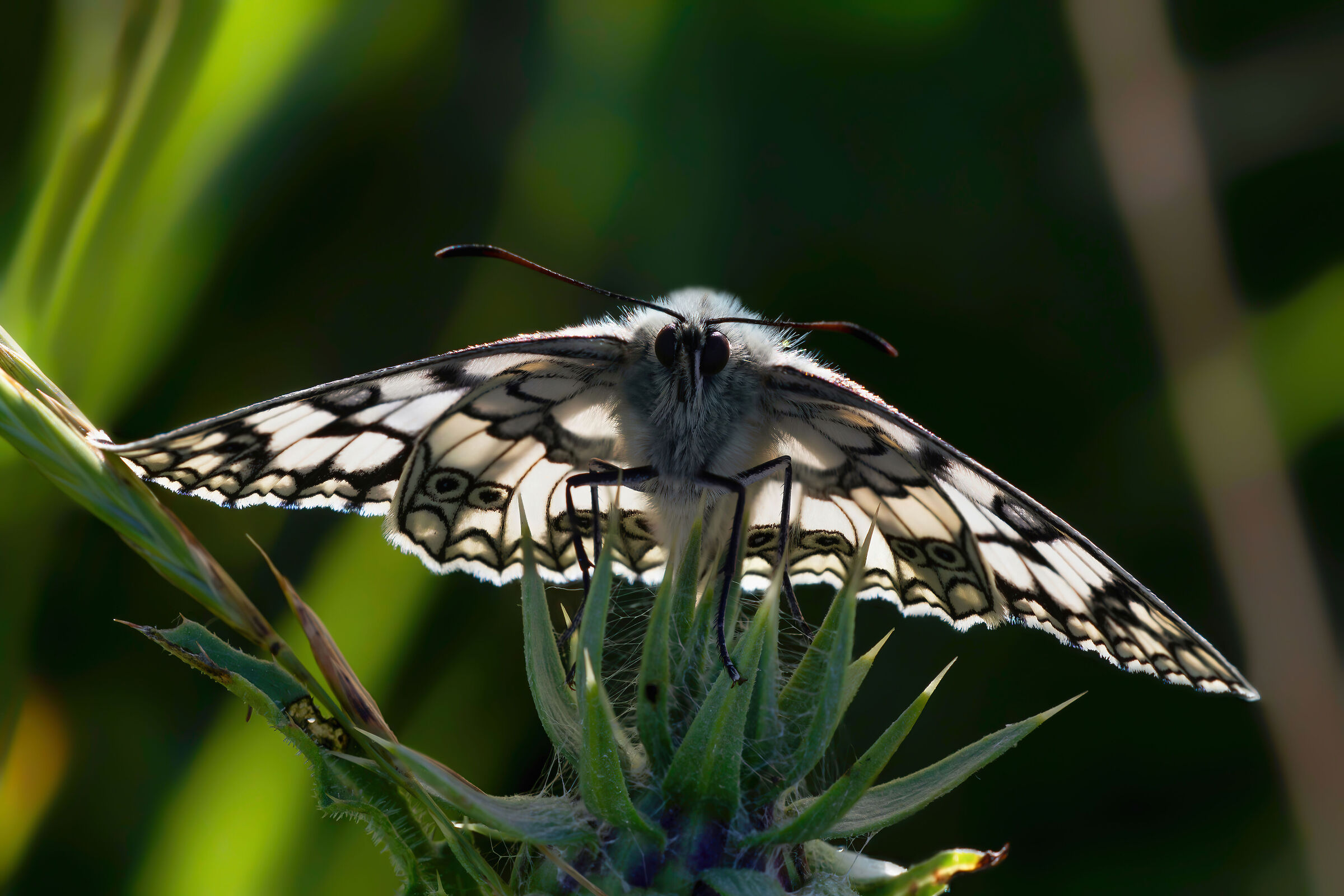 Melanargia galathea