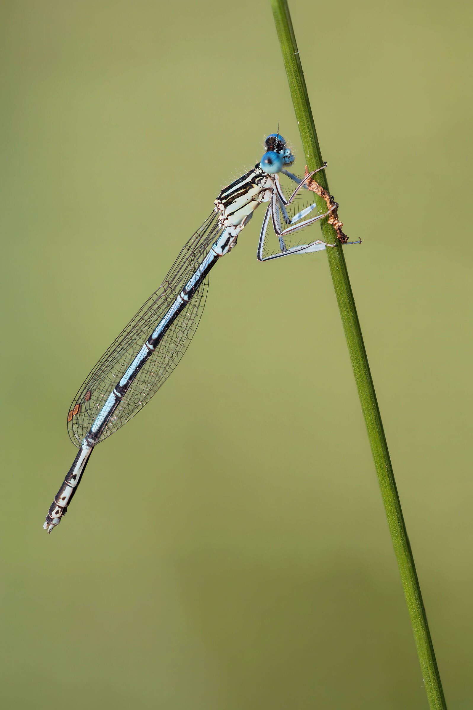 Platycnemis pennipes
