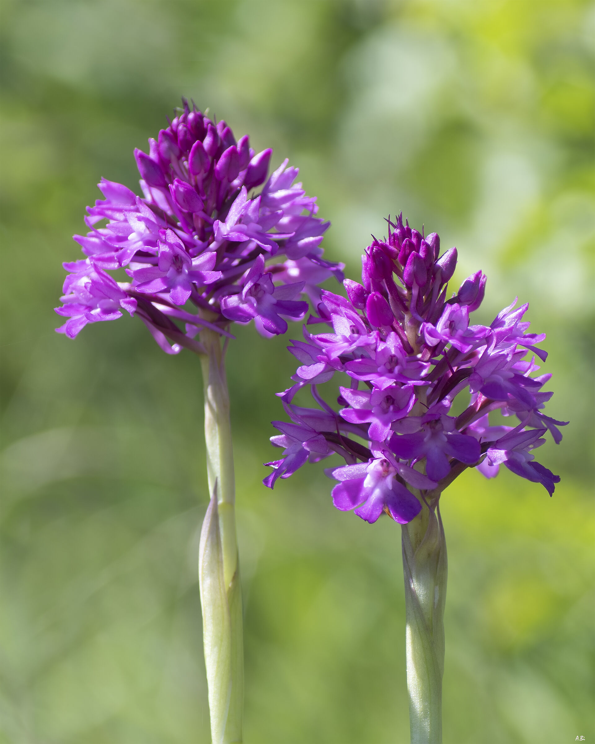 Anacamptis pyramidalis