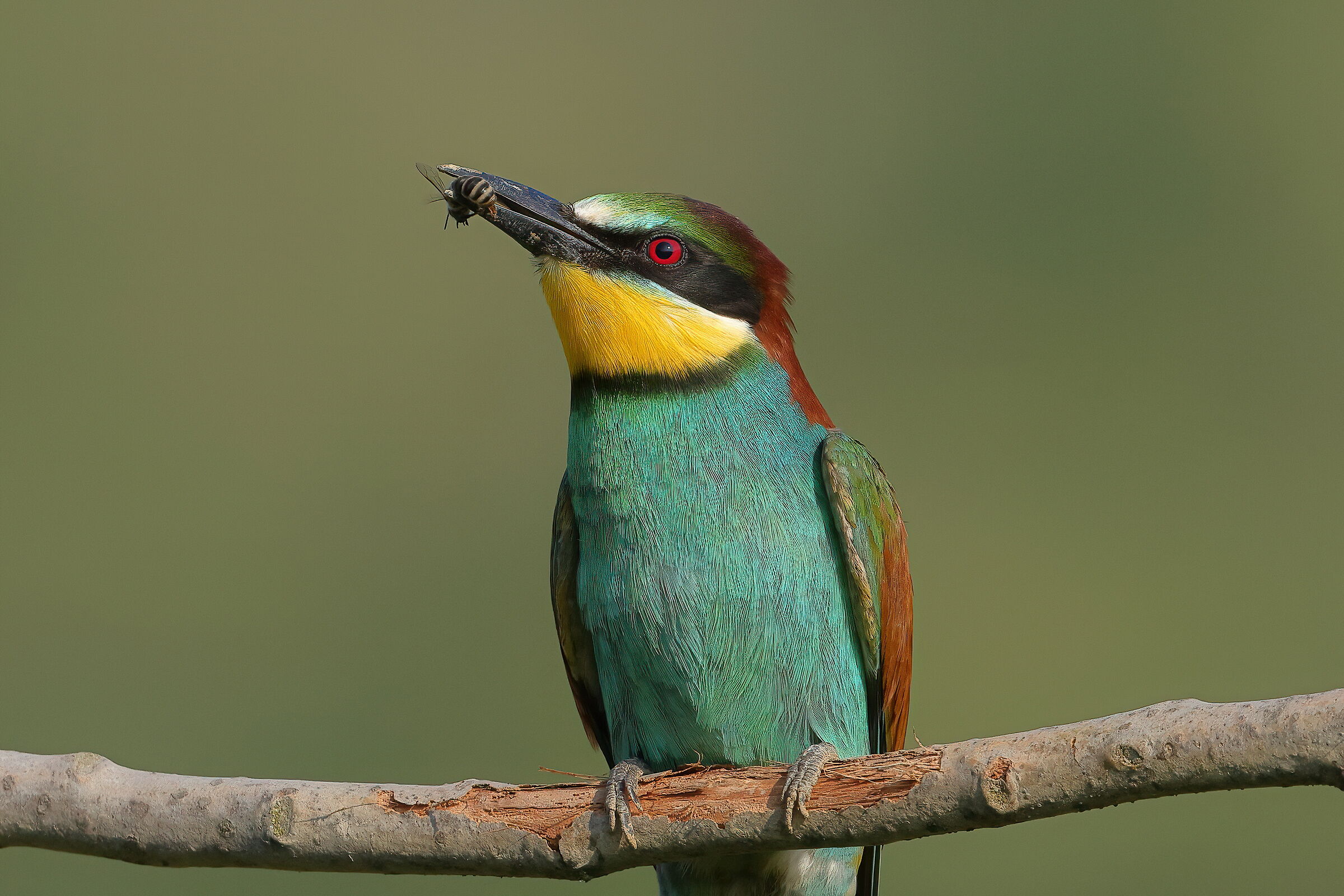 Apiaster