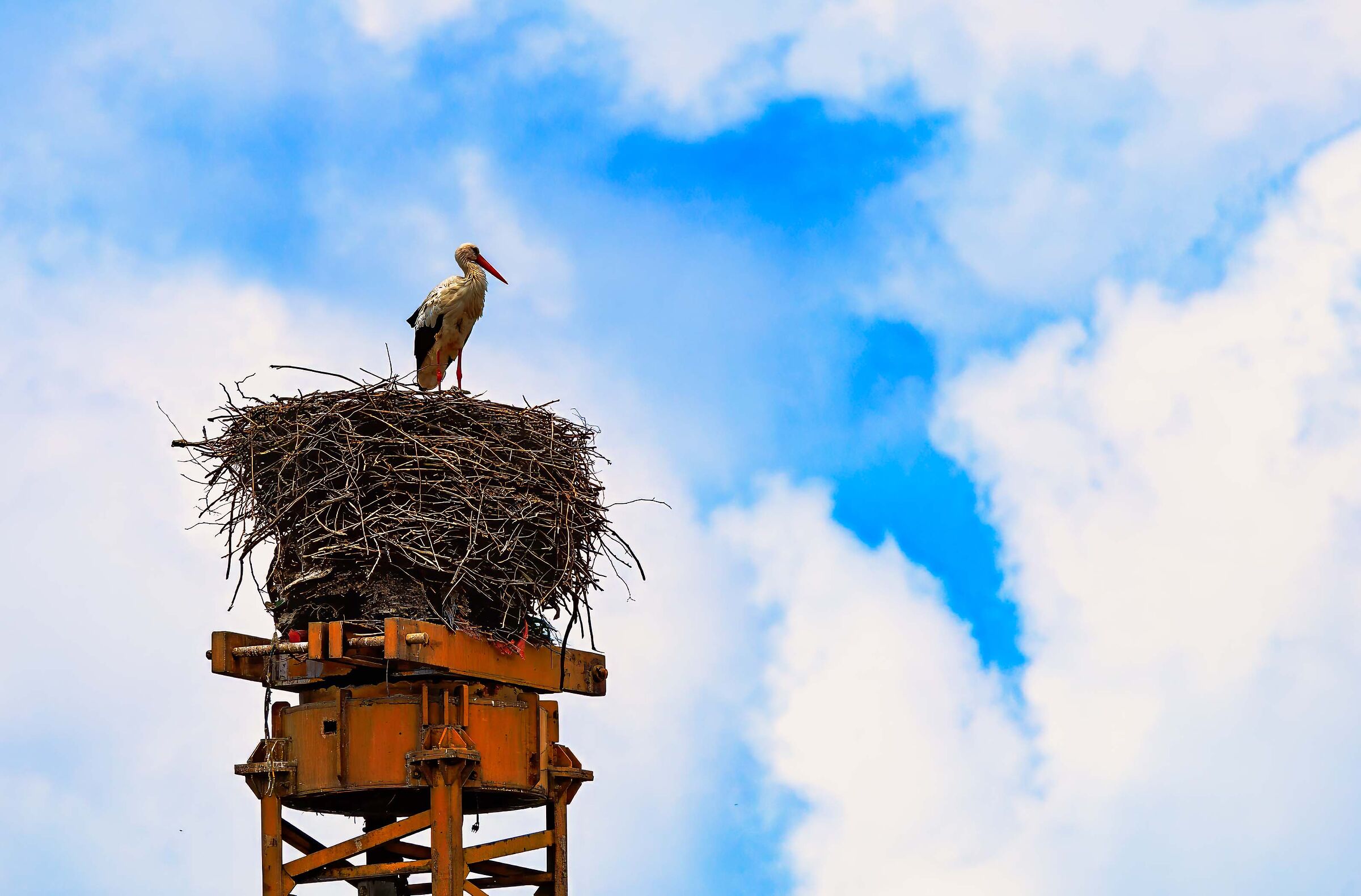 D'in su la vetta della torre antica