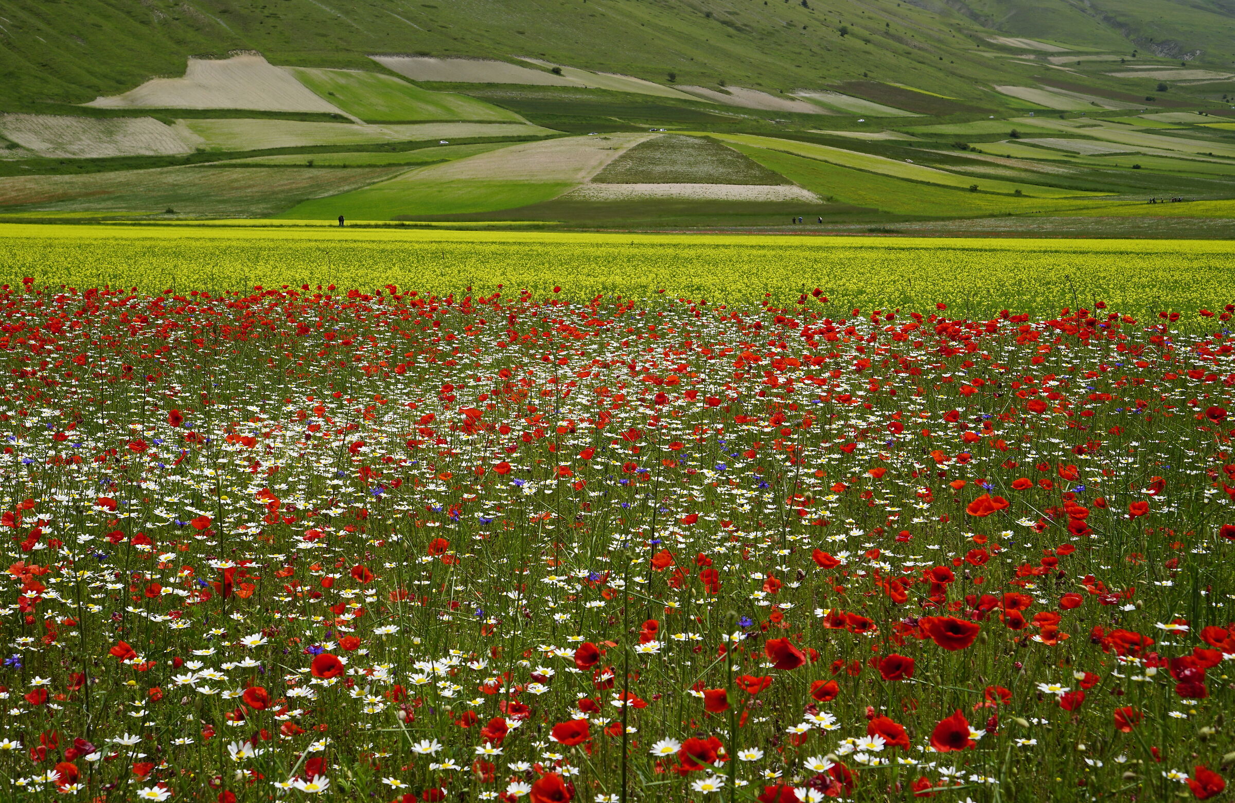 Piana di Castelluccio
