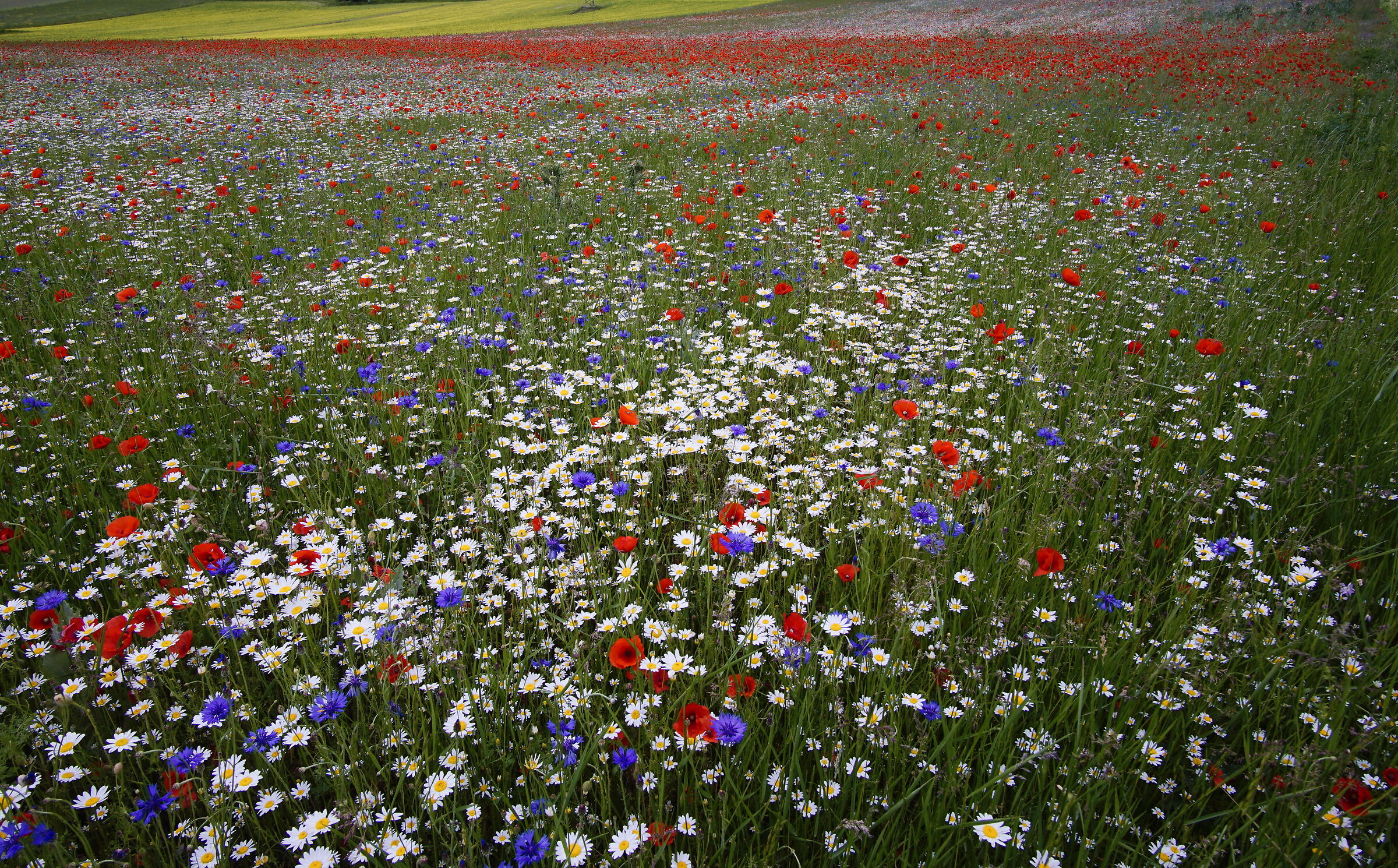 Piana di Castelluccio