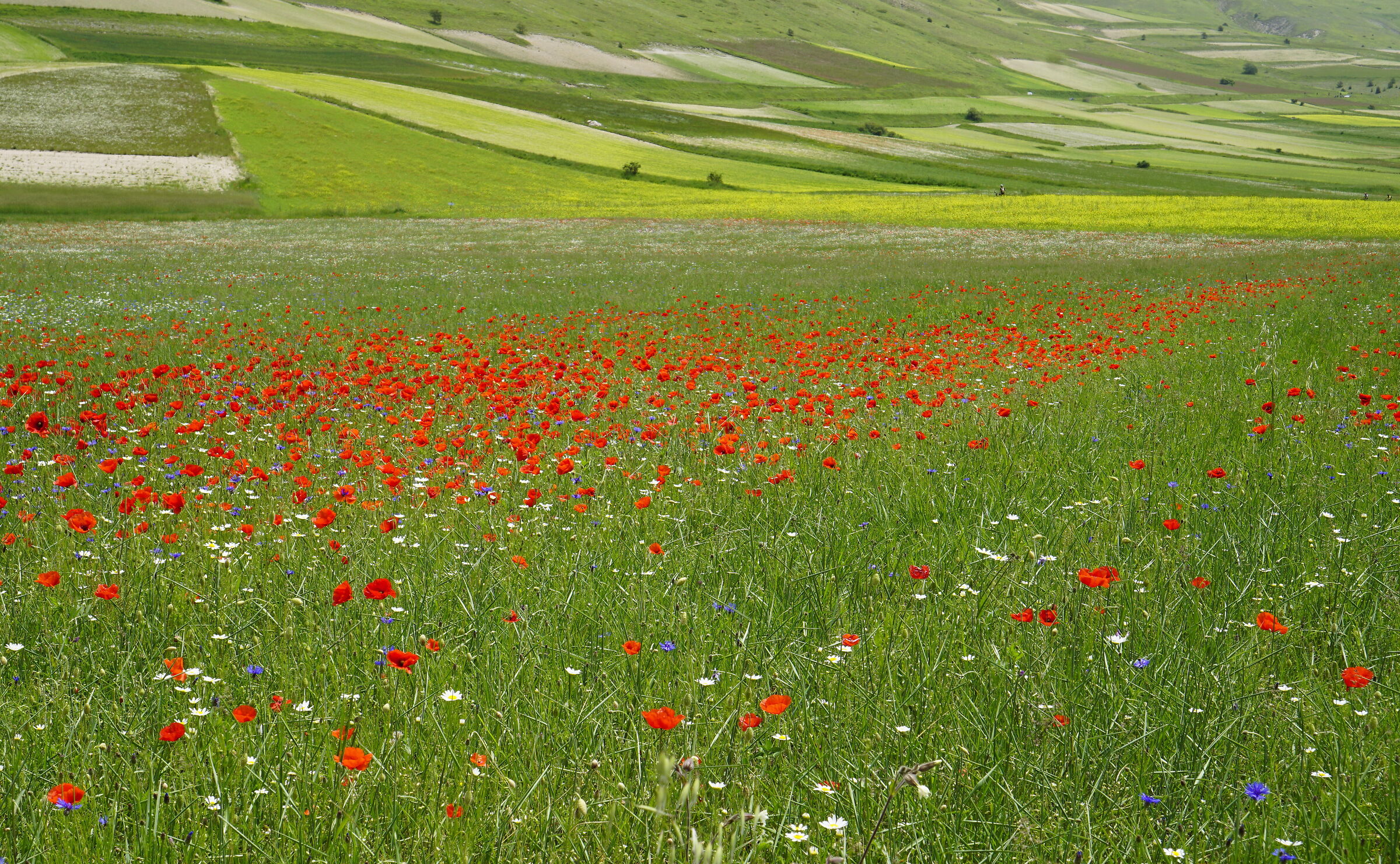Piana di Castelluccio