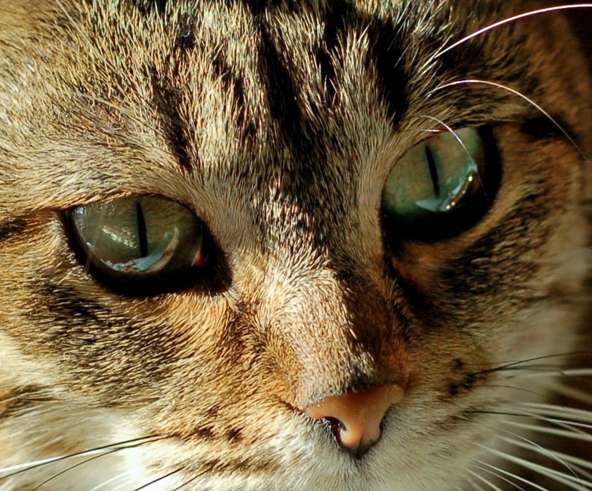 Guardami non ho segreti