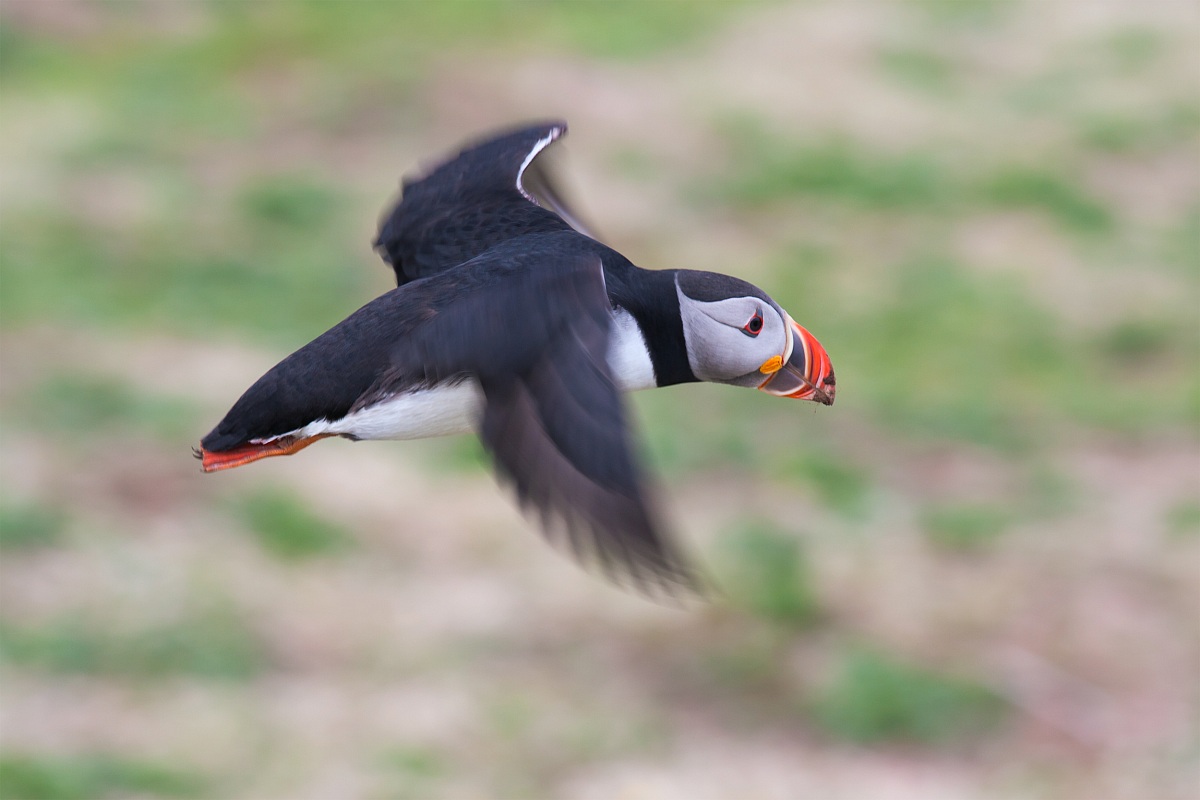 Puffin