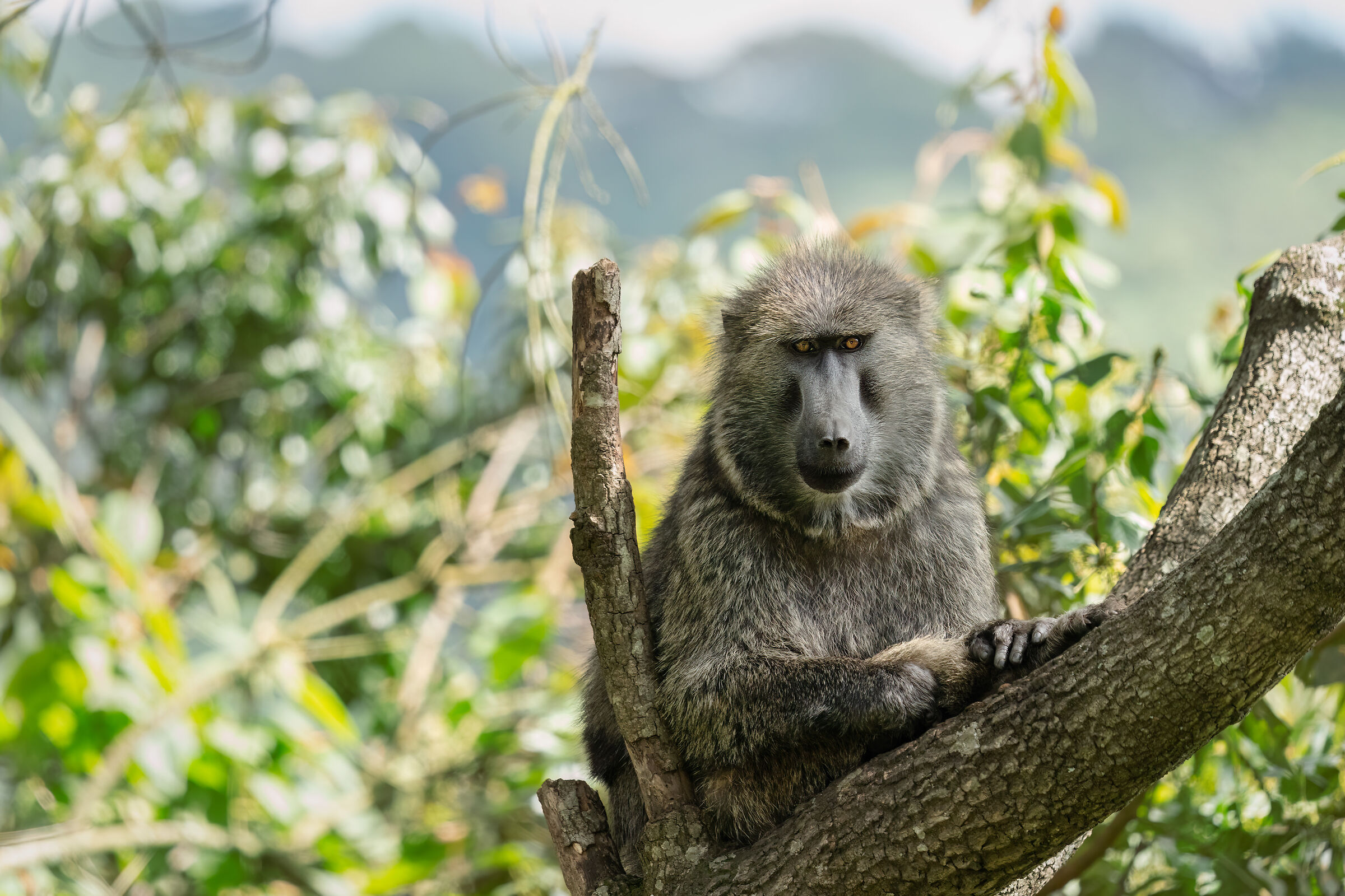 Baboon